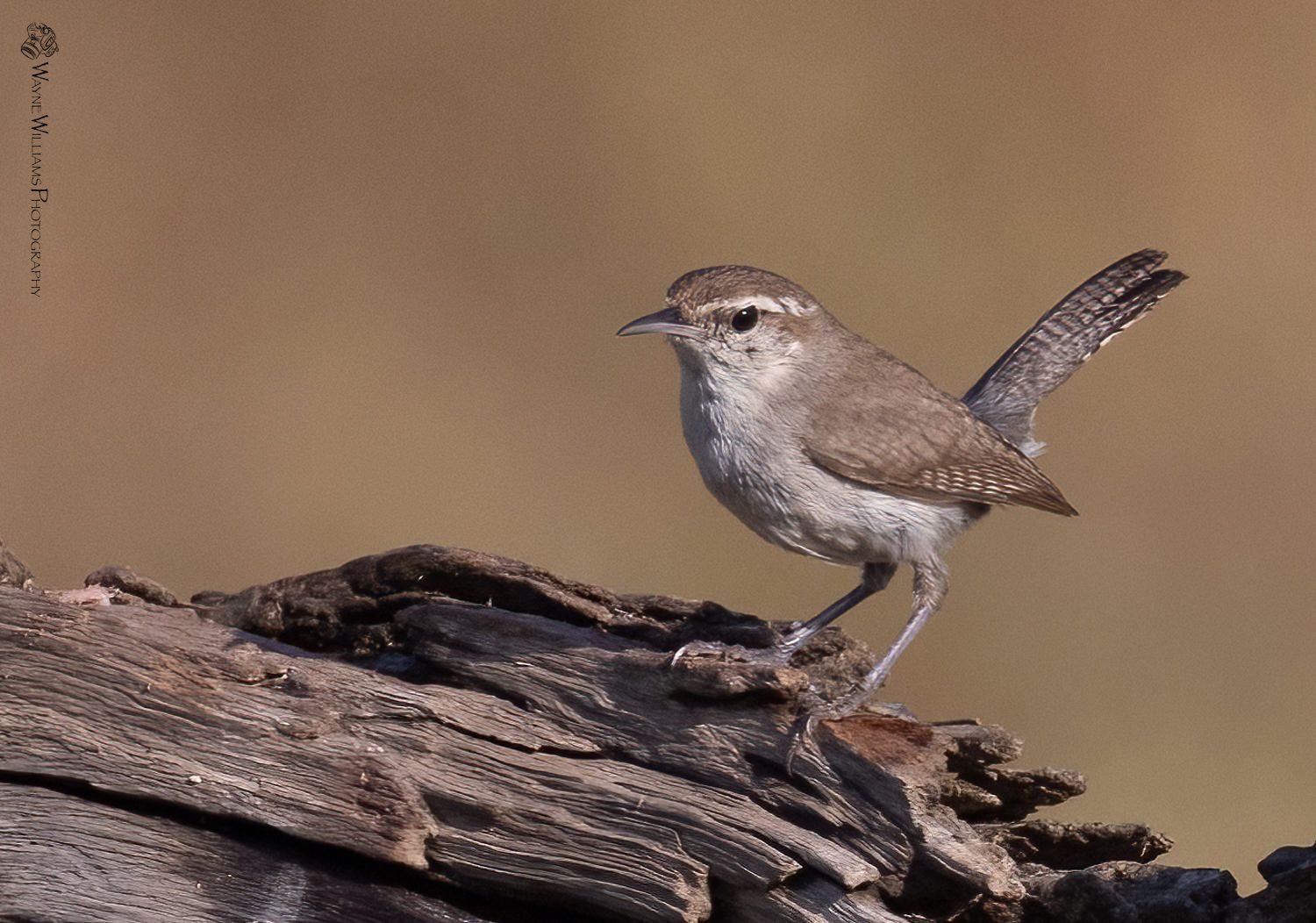 A small bird perched on a piece of wood