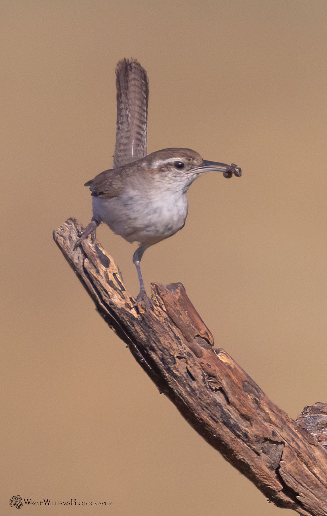 A small bird perched on a branch with a bug in its beak
