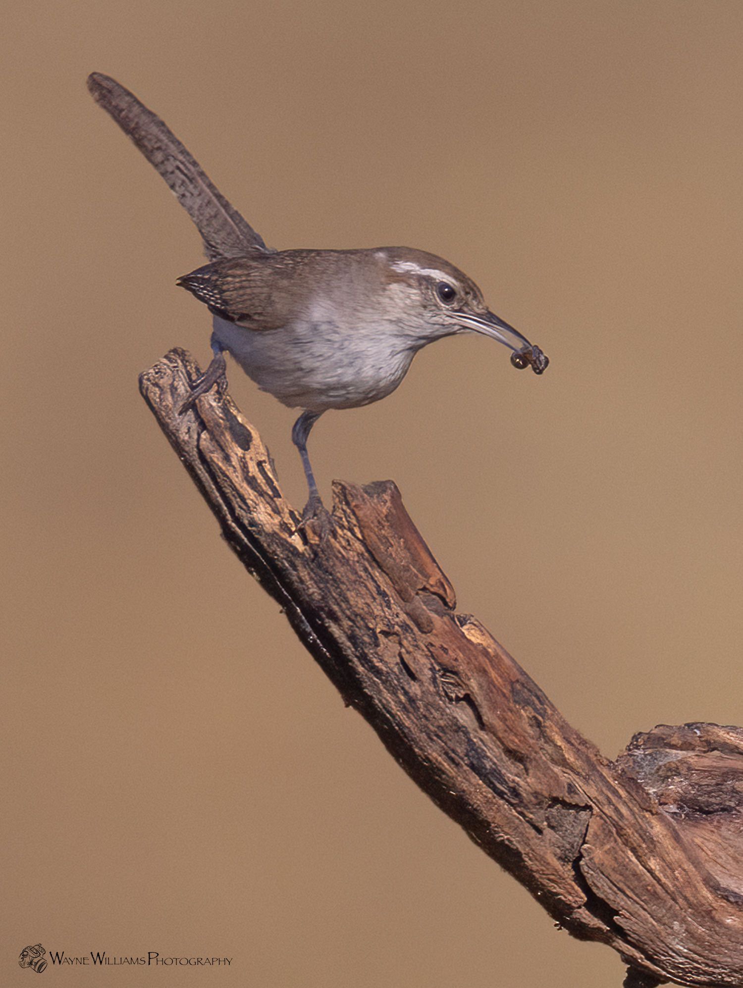 A small bird perched on a branch with a bug in its beak