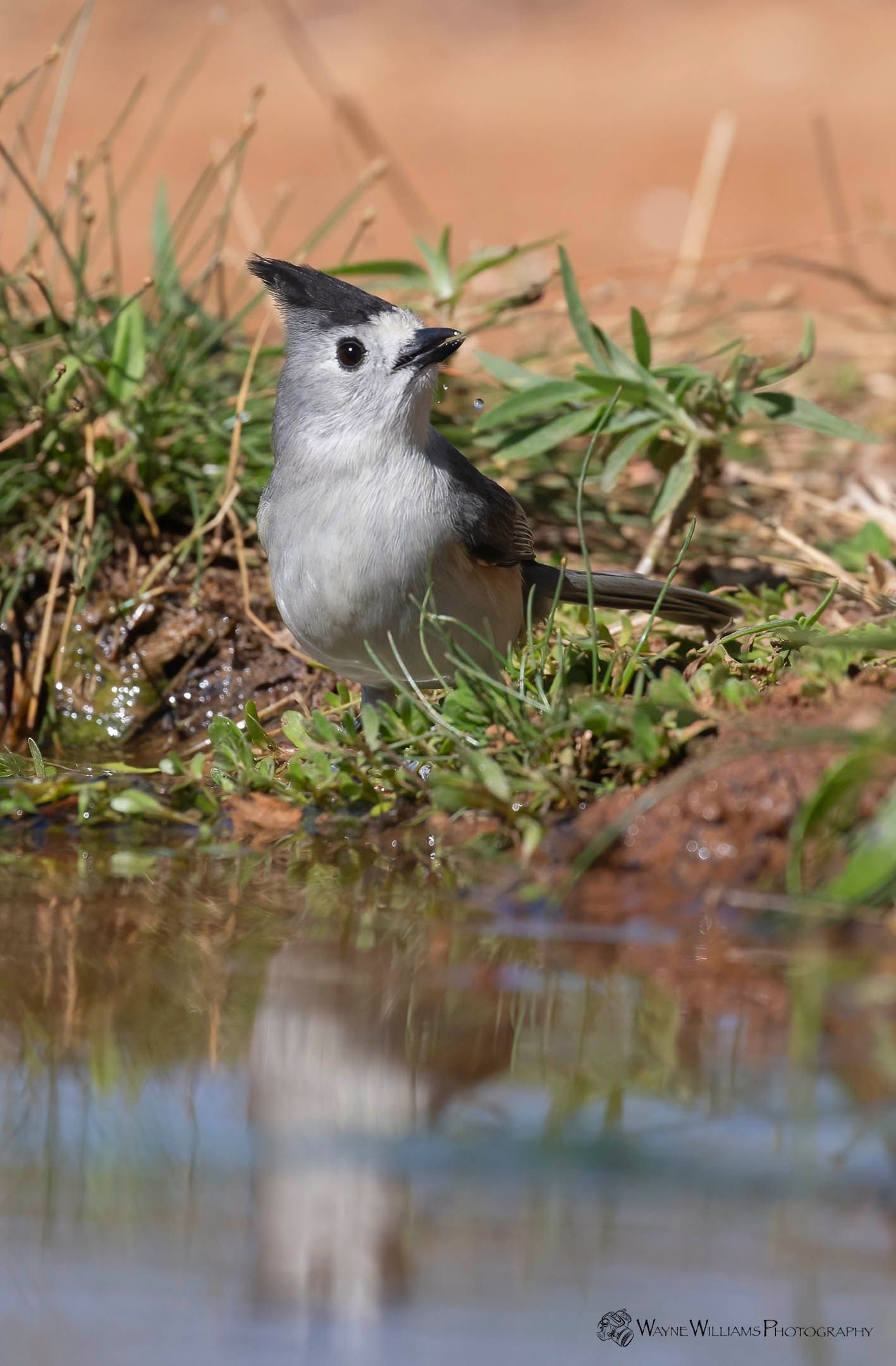 A small bird is standing in a puddle of water.