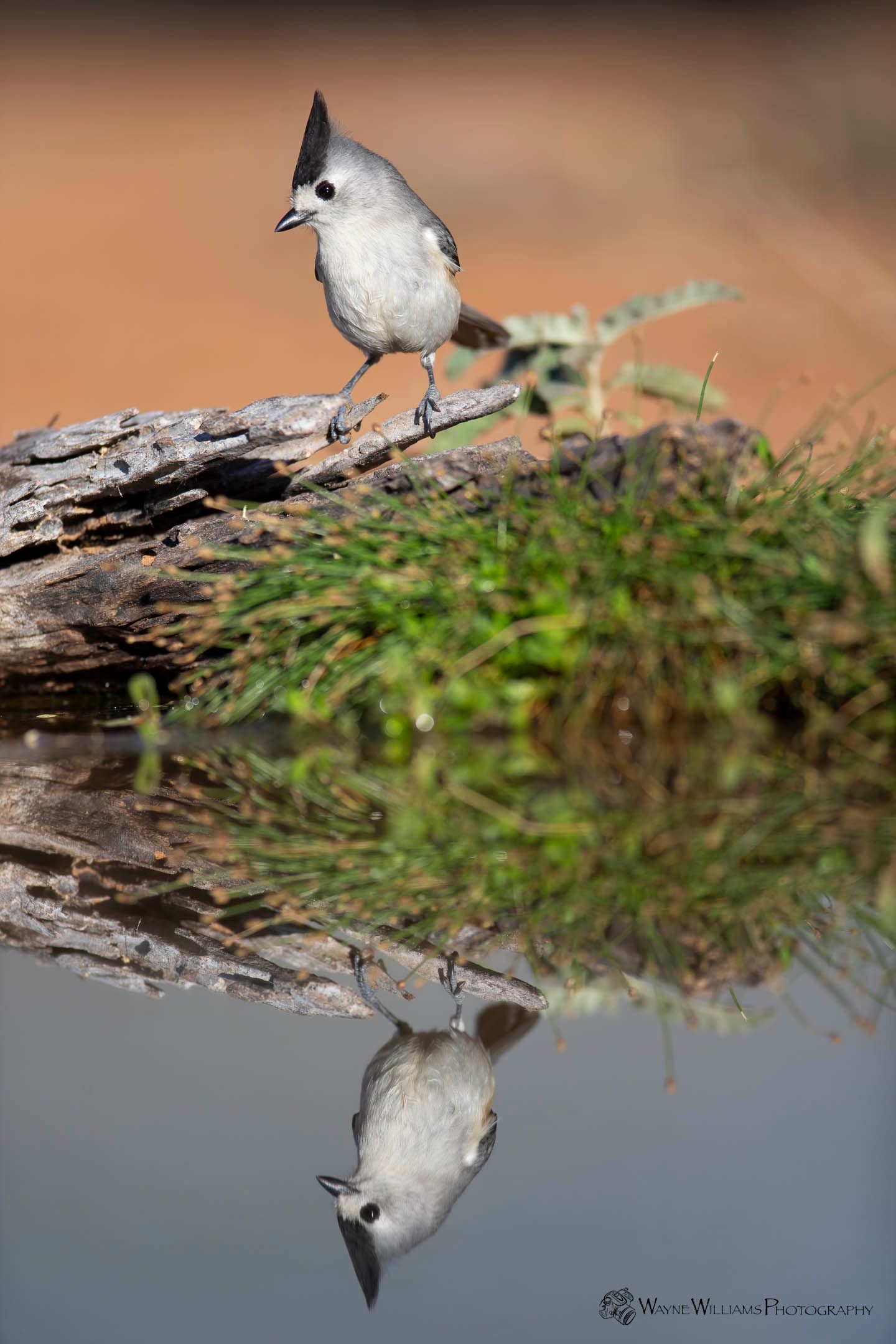 A small bird is perched on a branch next to a body of water.