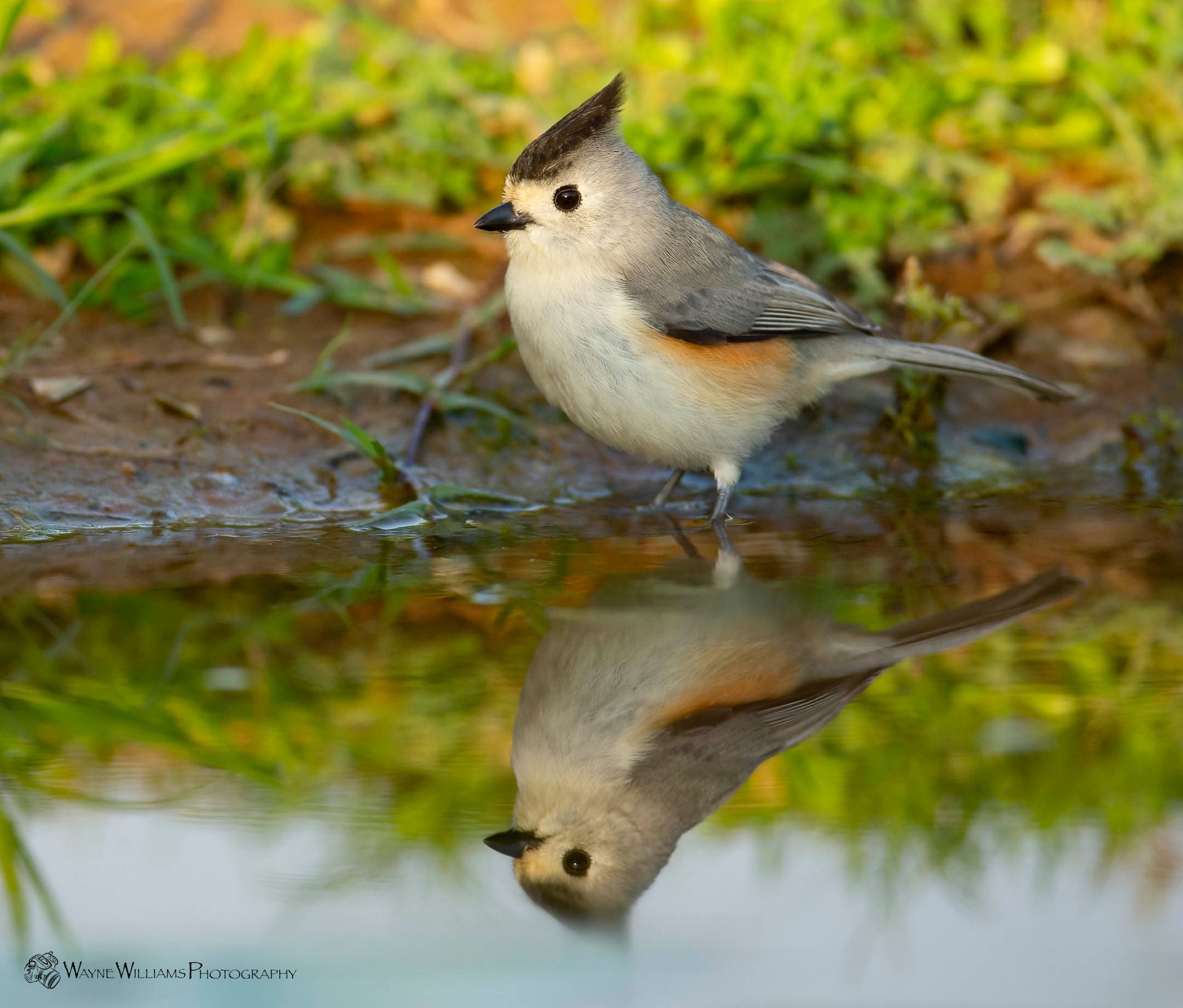 A small bird is standing in the water and looking at its reflection.