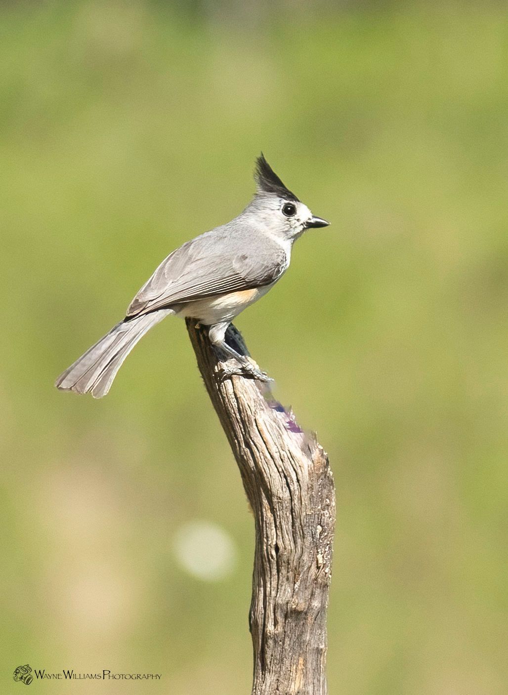 A small bird perched on top of a tree branch.