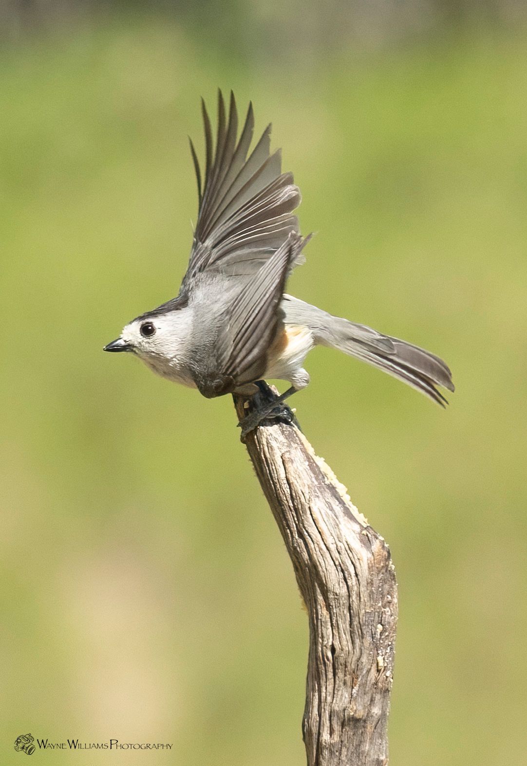 A small bird is perched on a tree branch with its wings outstretched.