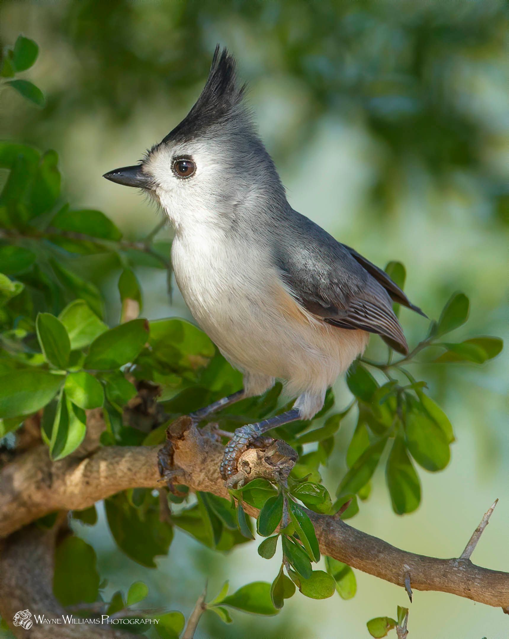 A small bird with a mohawk is perched on a tree branch.
