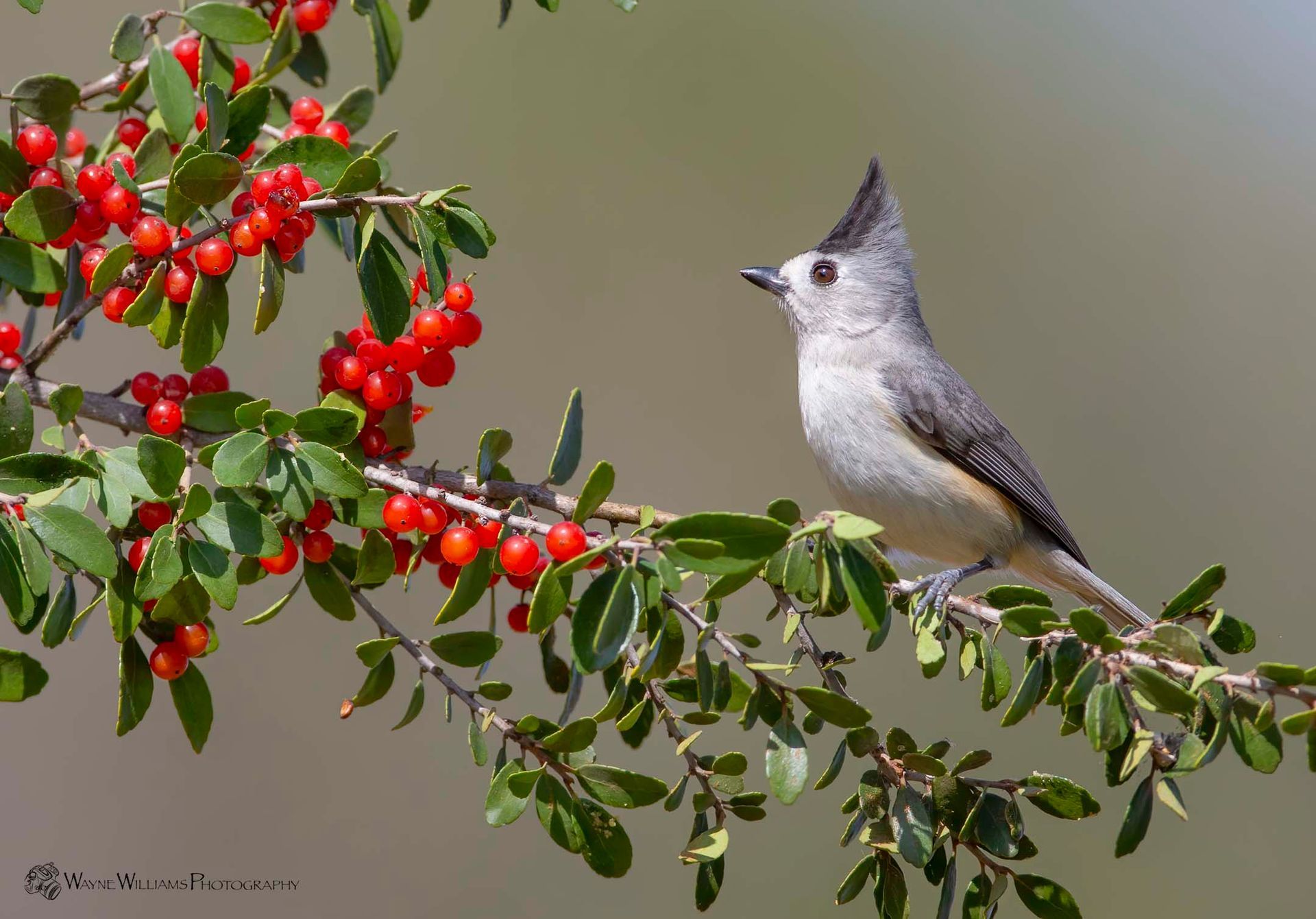A small bird perched on a branch with red berries