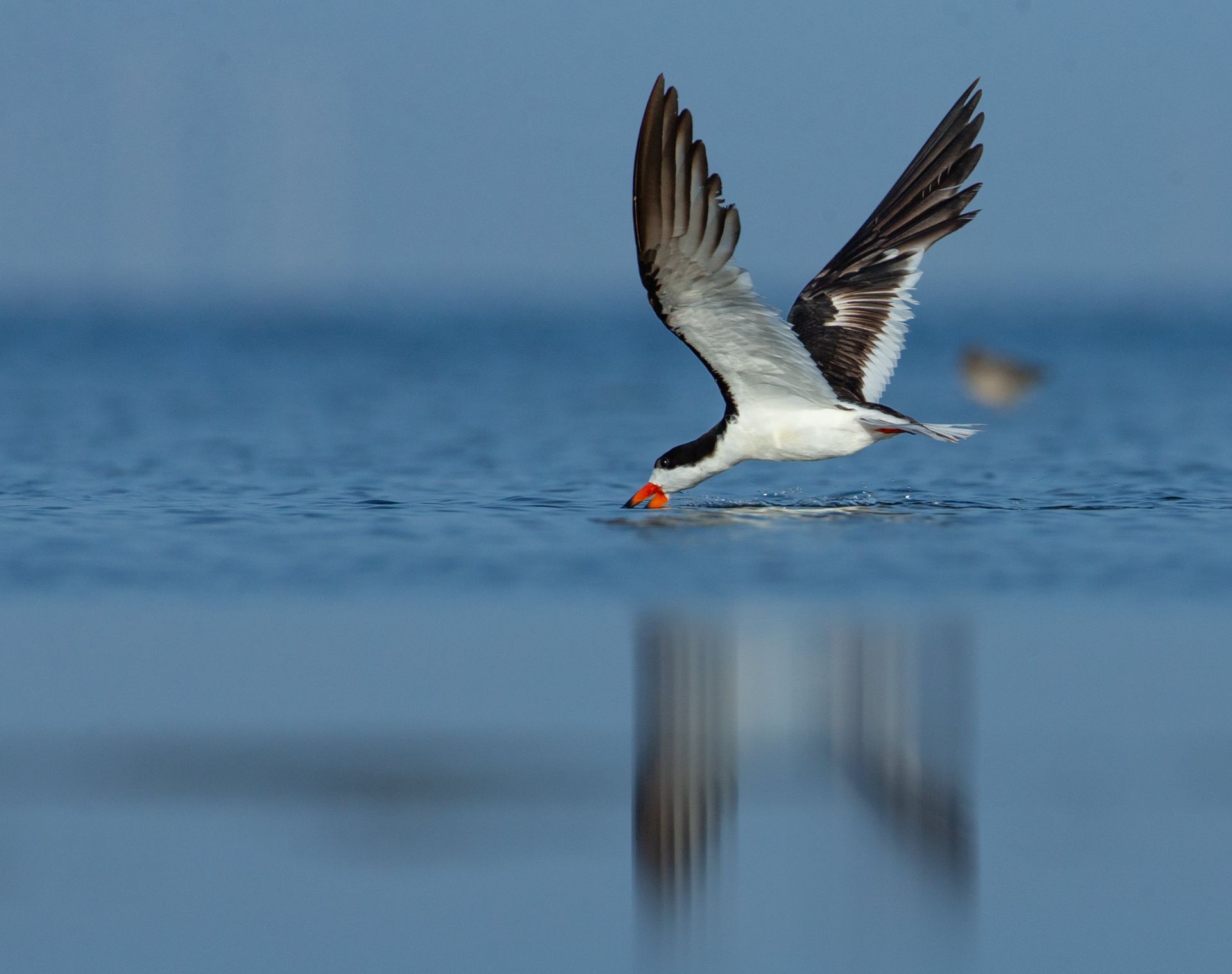 A bird with a red beak is flying over a body of water