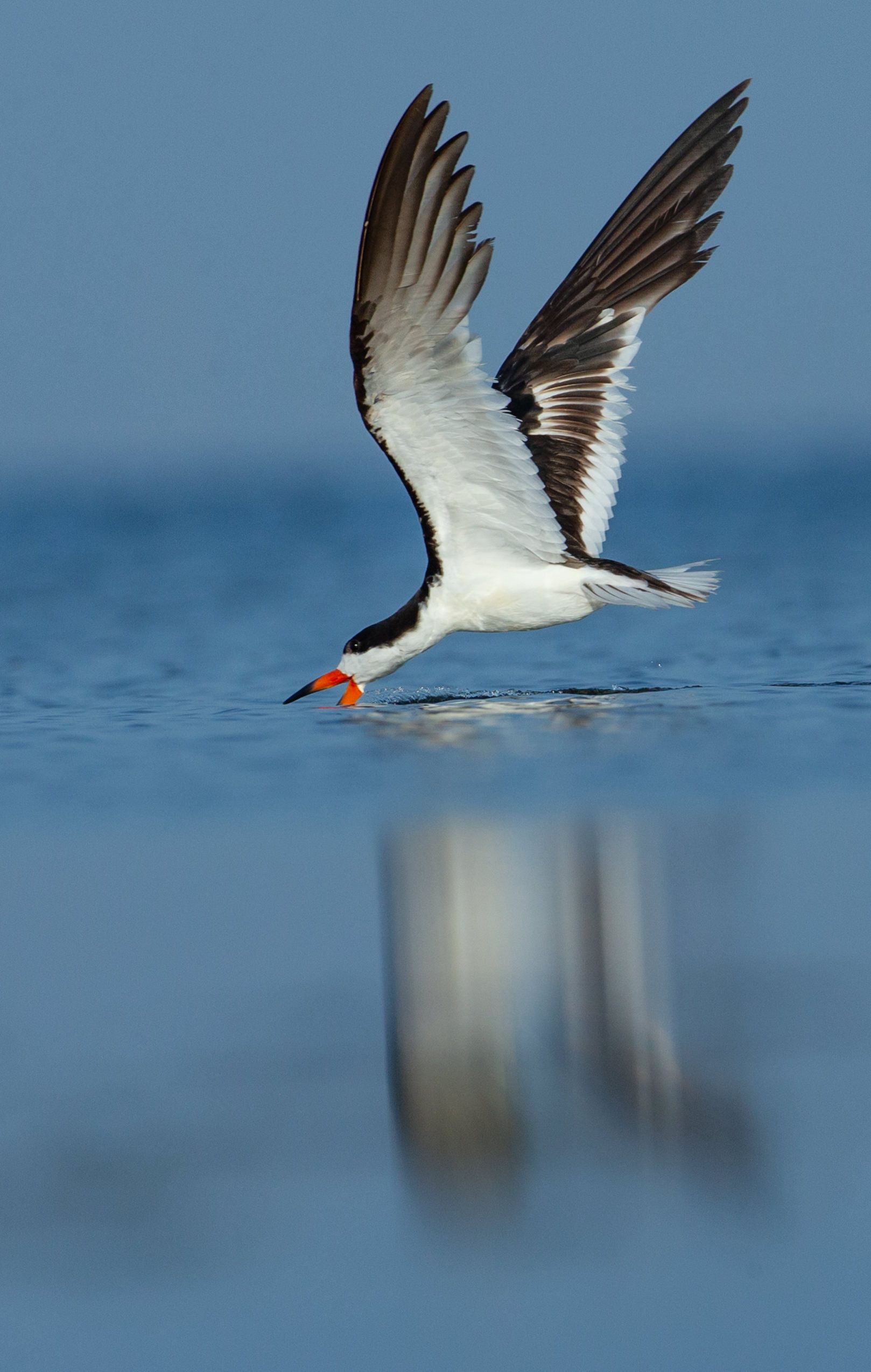 A bird with a red beak is flying over the ocean