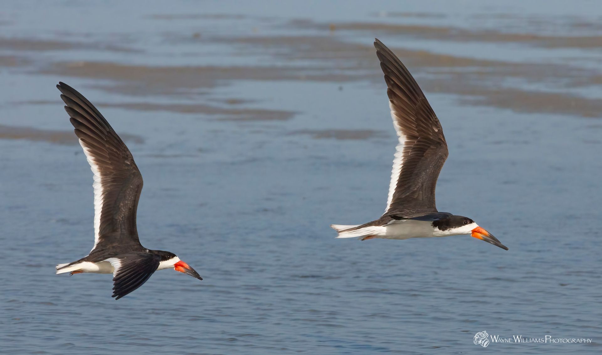 Two birds are flying over a body of water