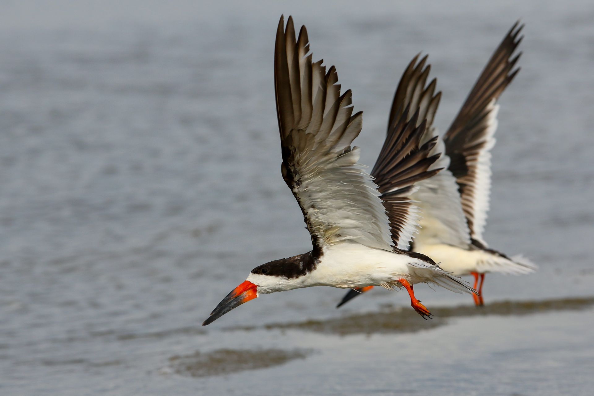 Two birds are flying over a body of water