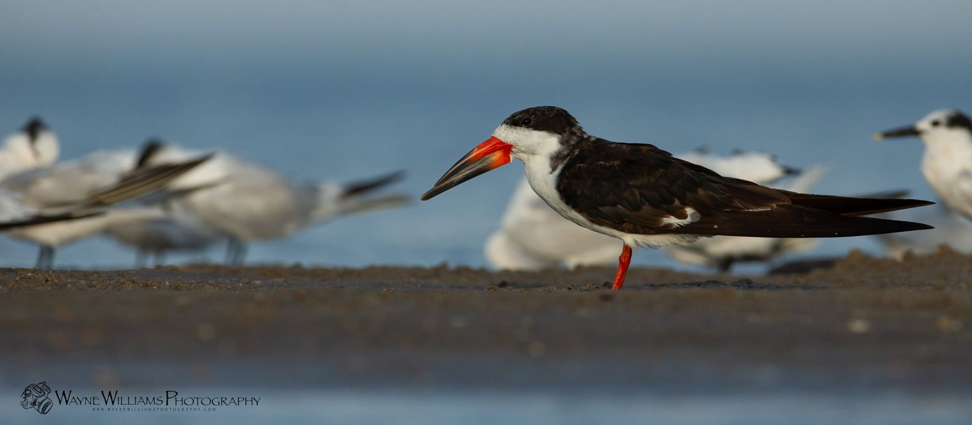 A black and white bird with a red beak is standing on a sandy beach.