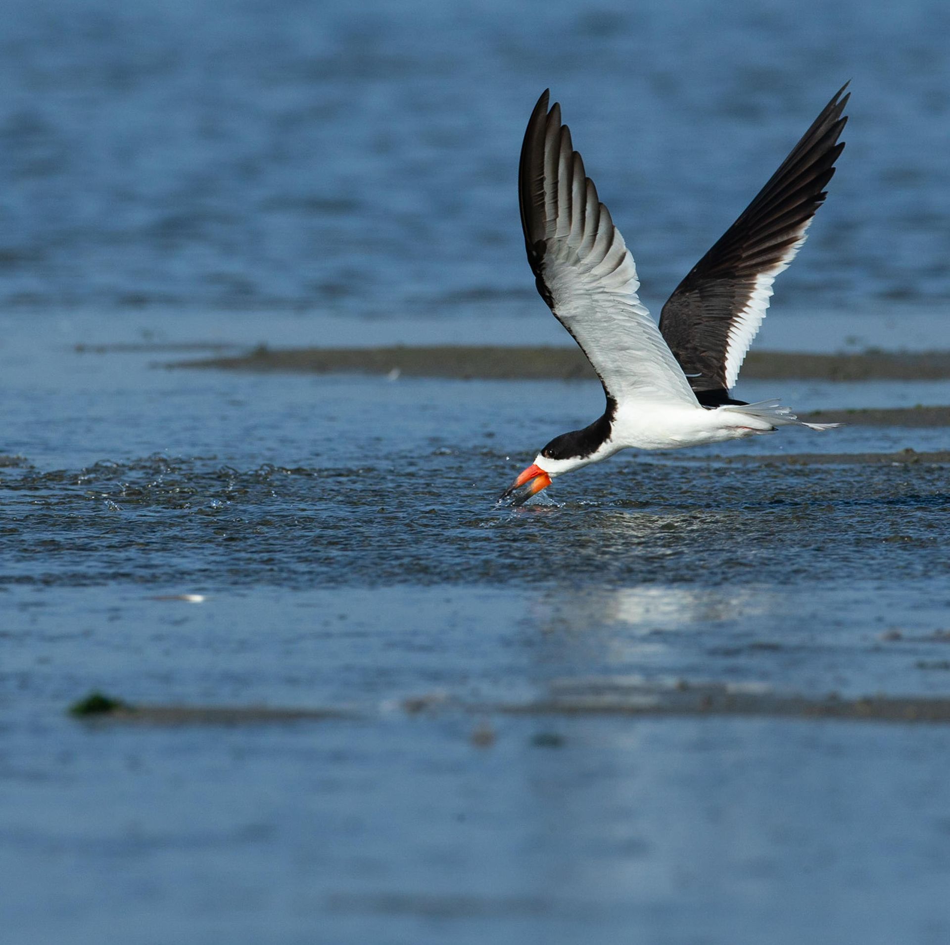 A black and white bird is flying over a body of water