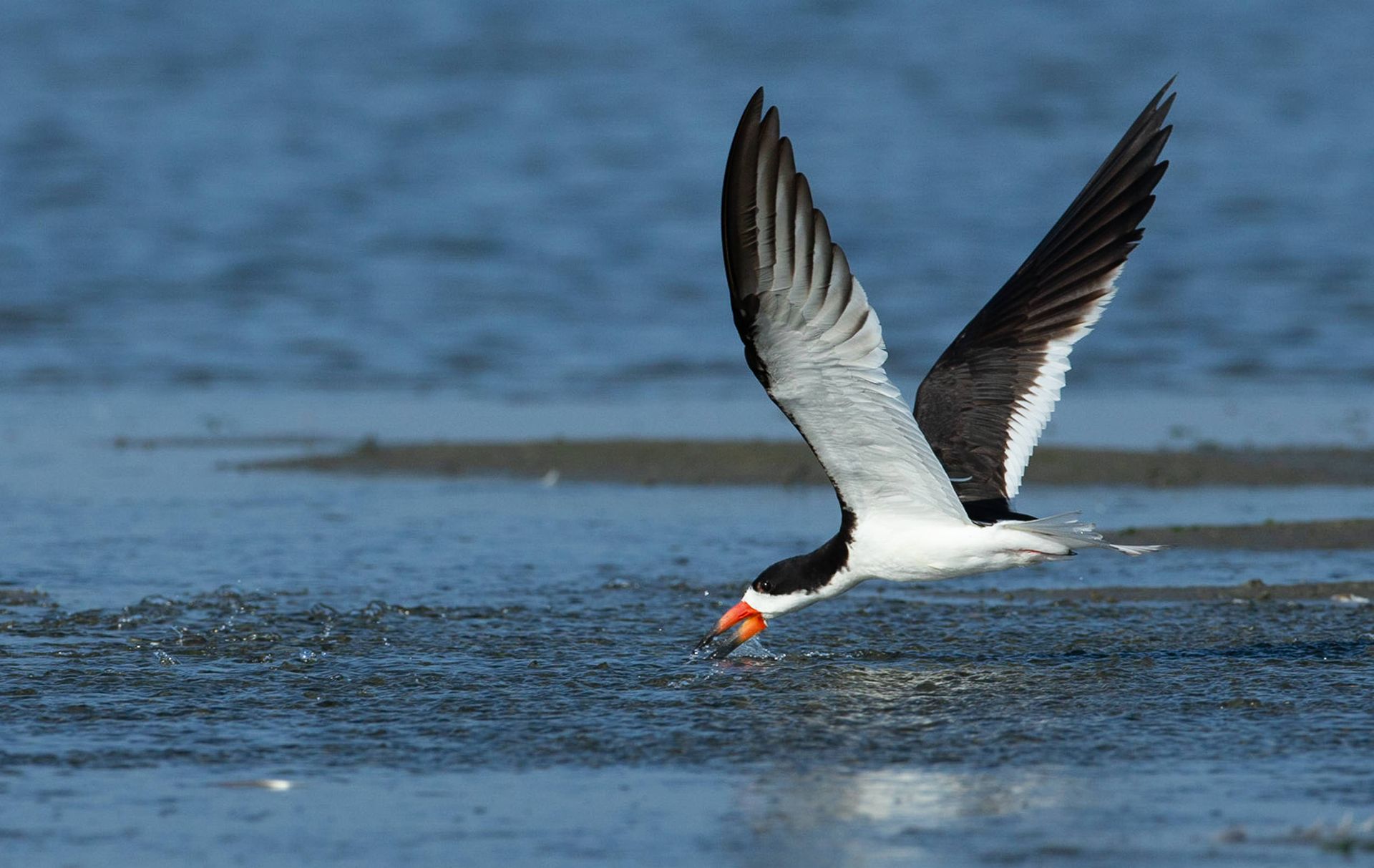 A black and white bird is flying over a body of water