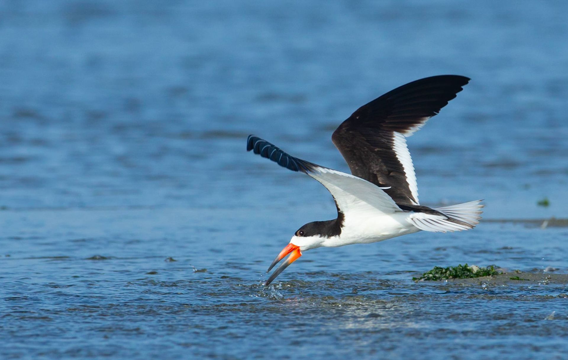 A black and white bird is flying over a body of water.