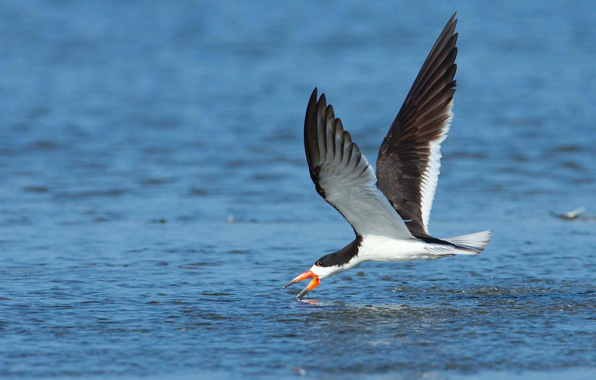 A black and white bird is flying over a body of water