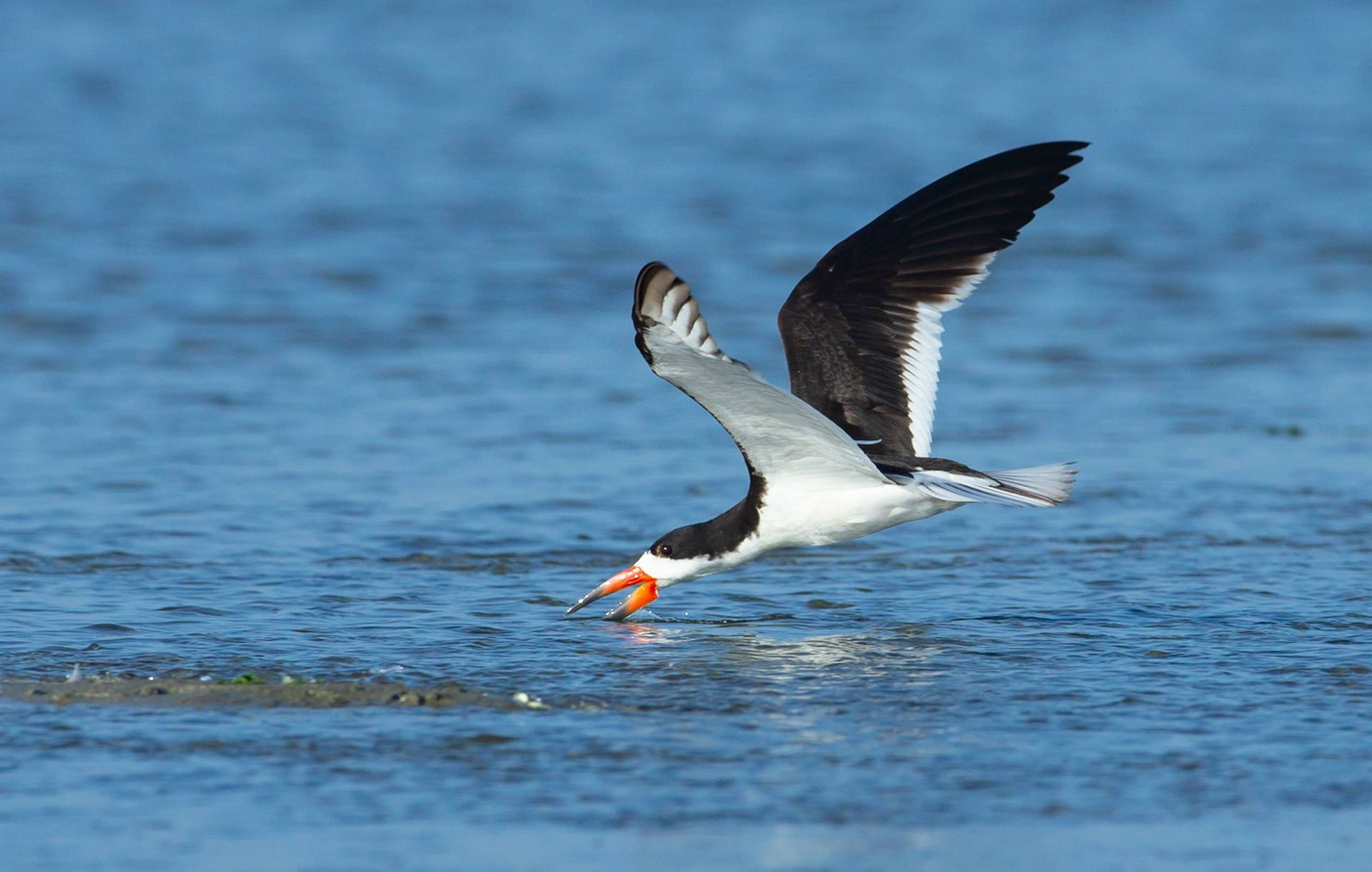 A black and white bird is flying over a body of water.