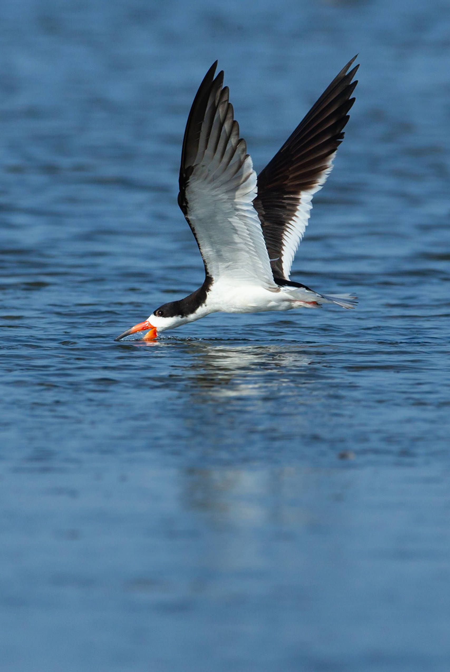 A black and white bird is flying over a body of water.