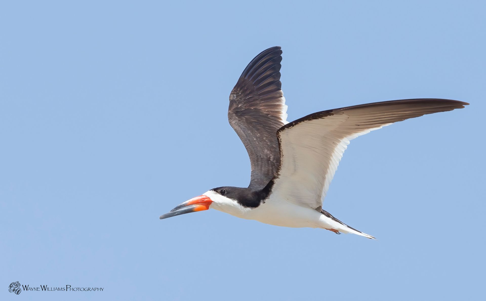 A black and white bird with a red beak is flying in the sky.