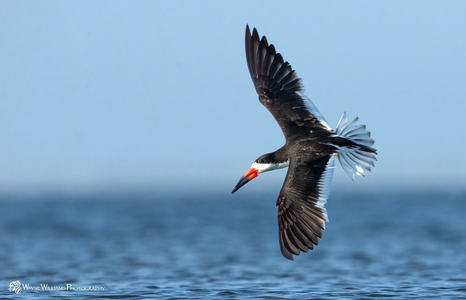 A bird with a red beak is flying over the ocean.