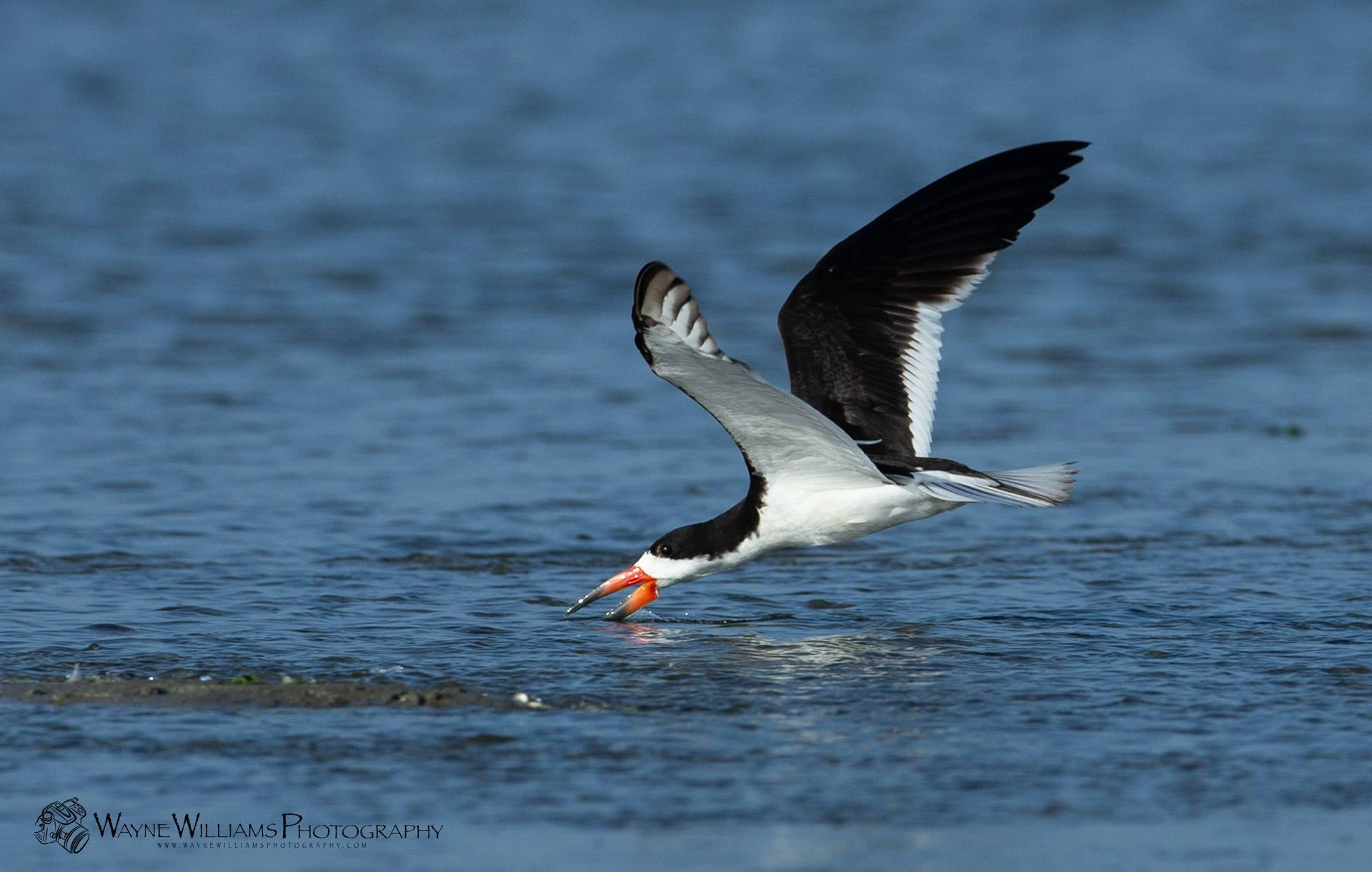 A black and white bird is flying over a body of water.