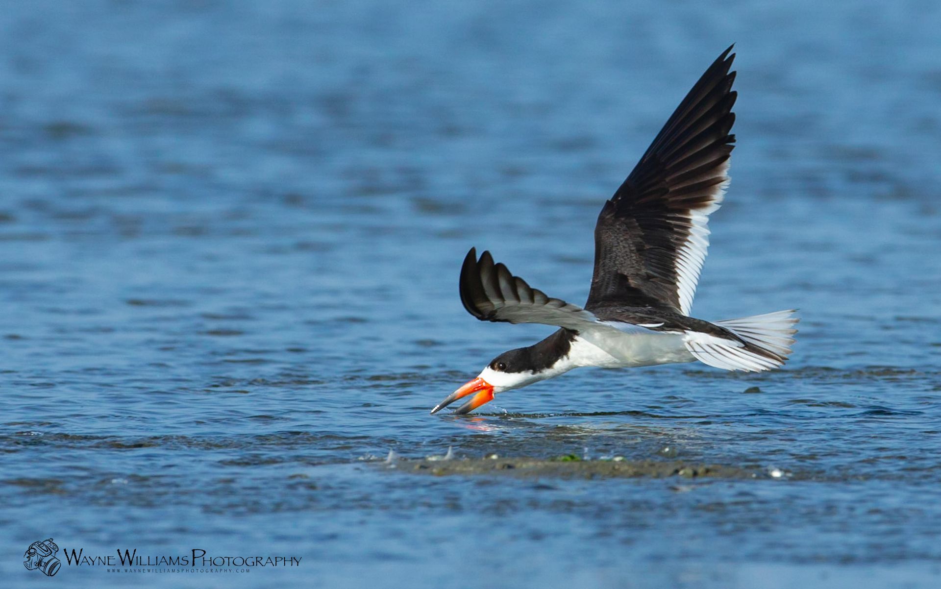 A black and white bird is flying over a body of water.