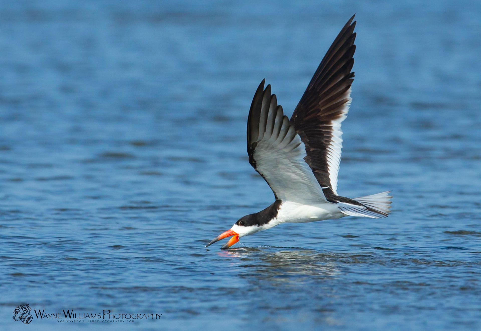A black and white bird is flying over a body of water