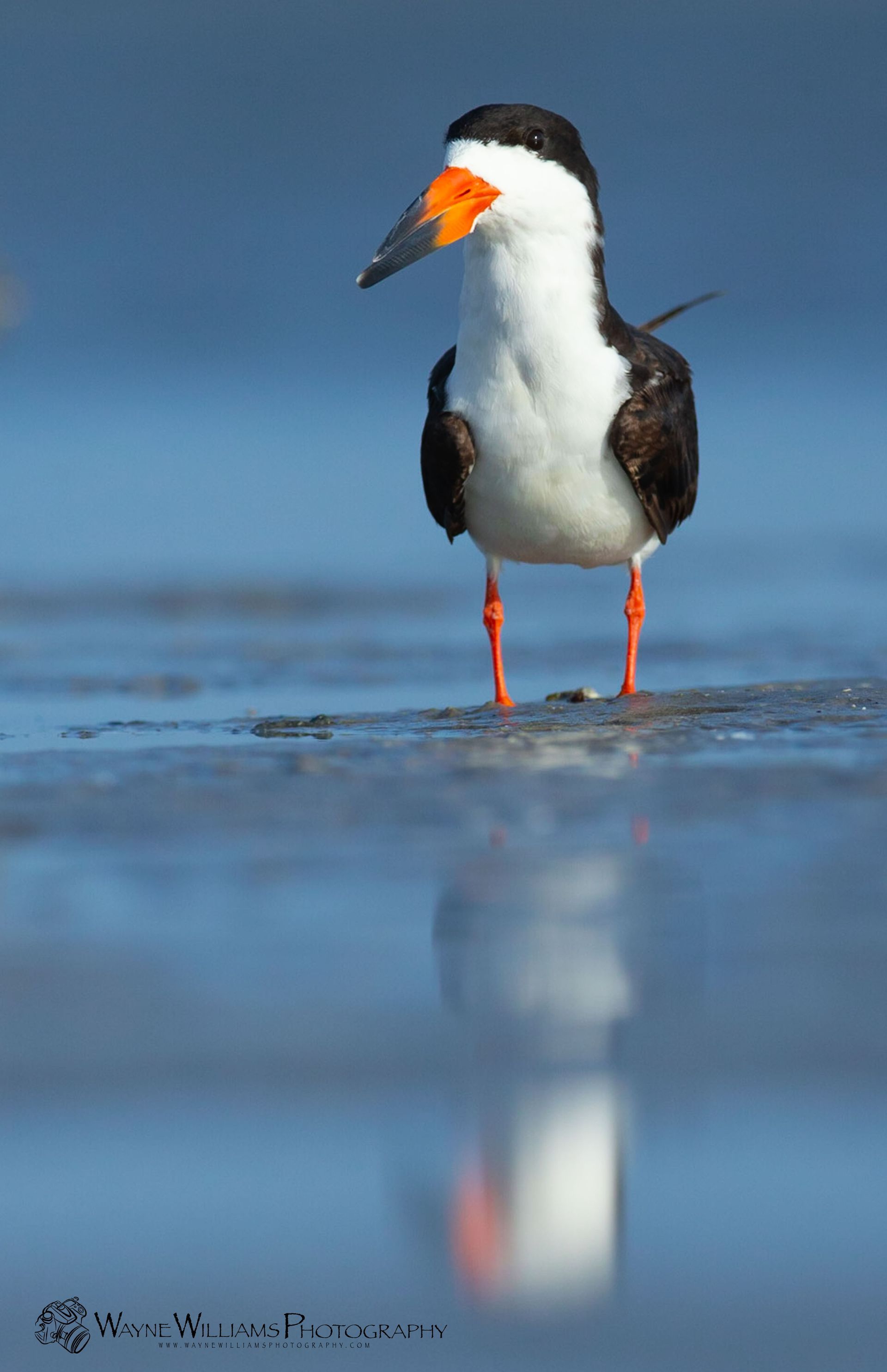A black and white bird with orange beak is standing in the water