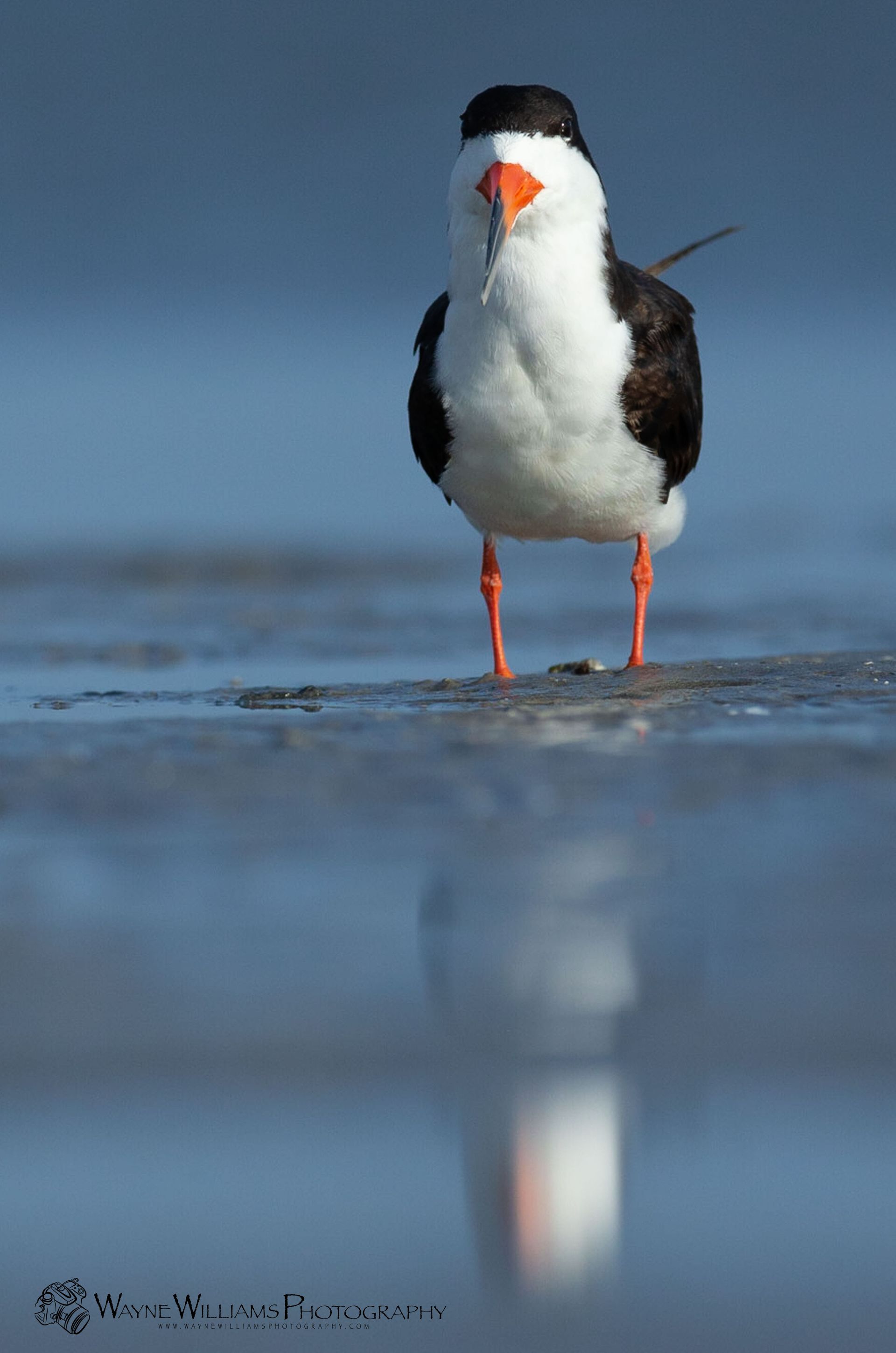 A black and white bird with red legs is standing in the water