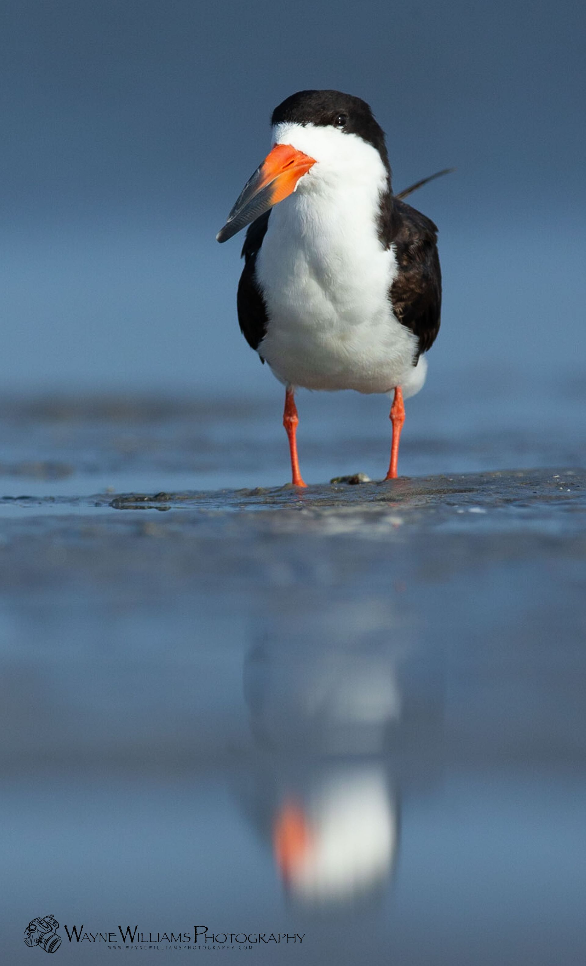 A black and white bird is standing in the water