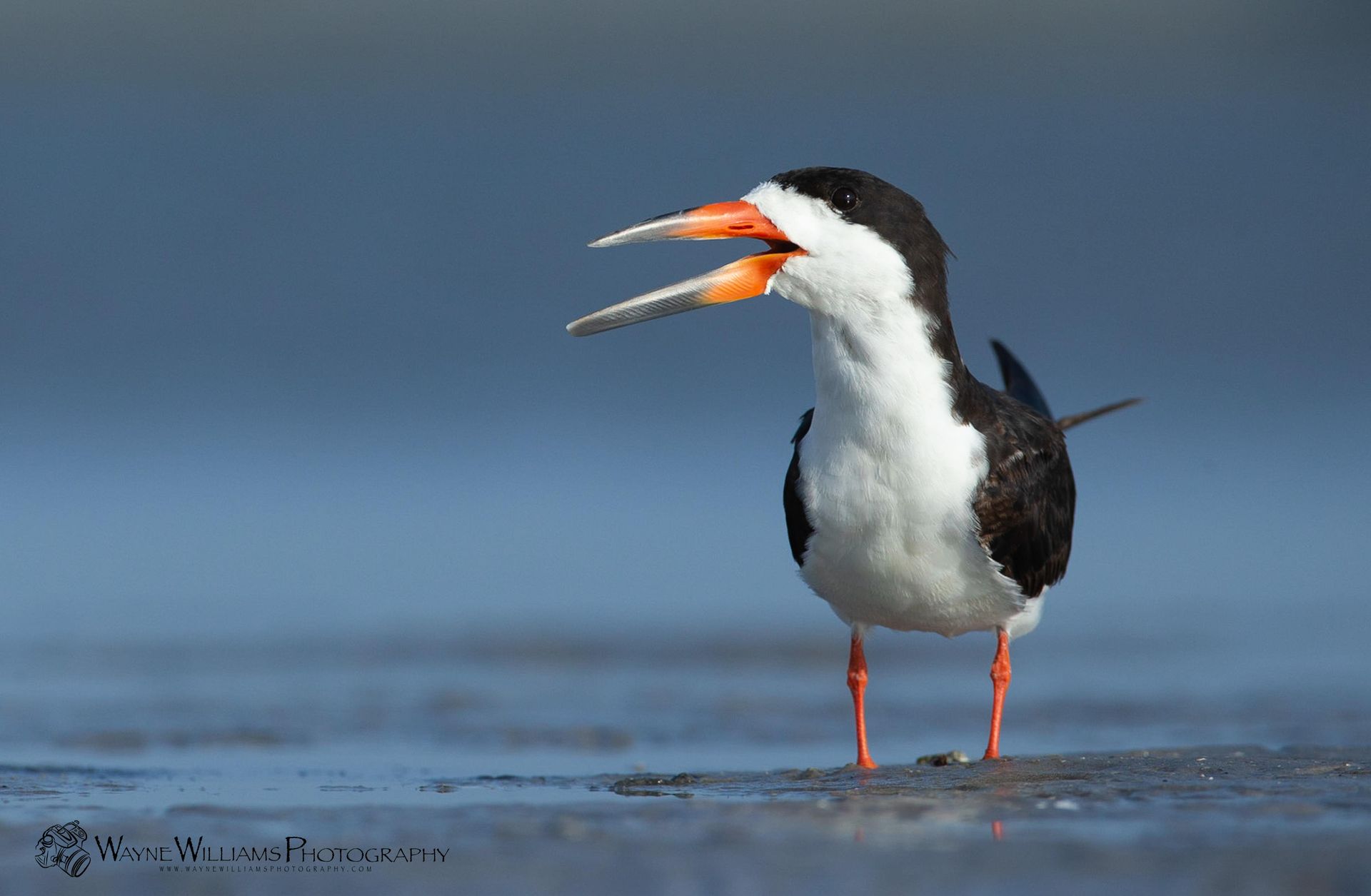 A black and white bird is standing on the beach with its beak open.