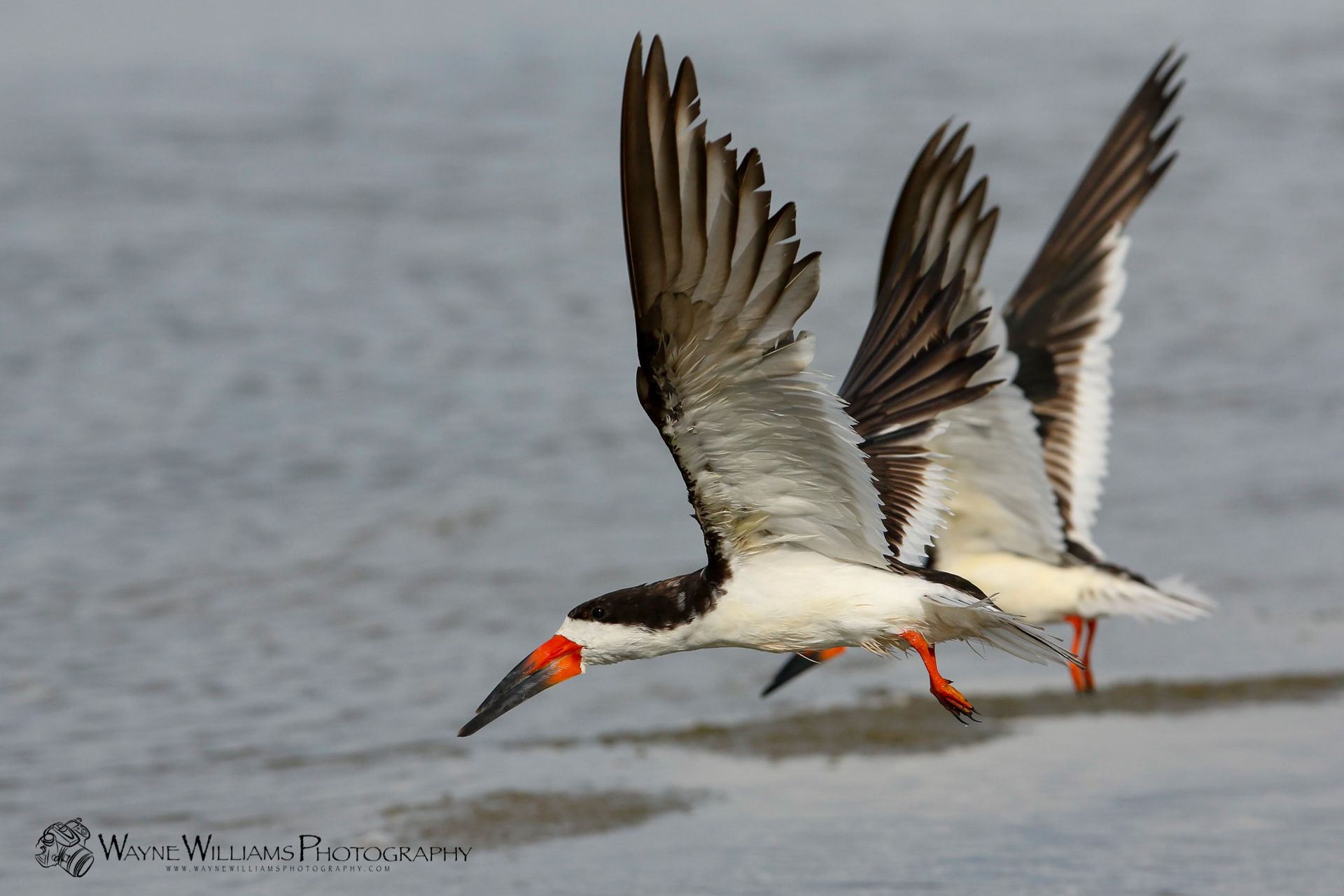A couple of birds are flying over a body of water