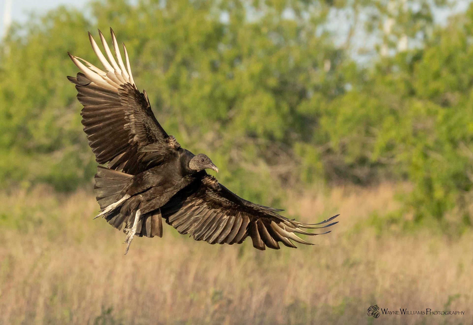 A black bird is flying over a field with trees in the background.