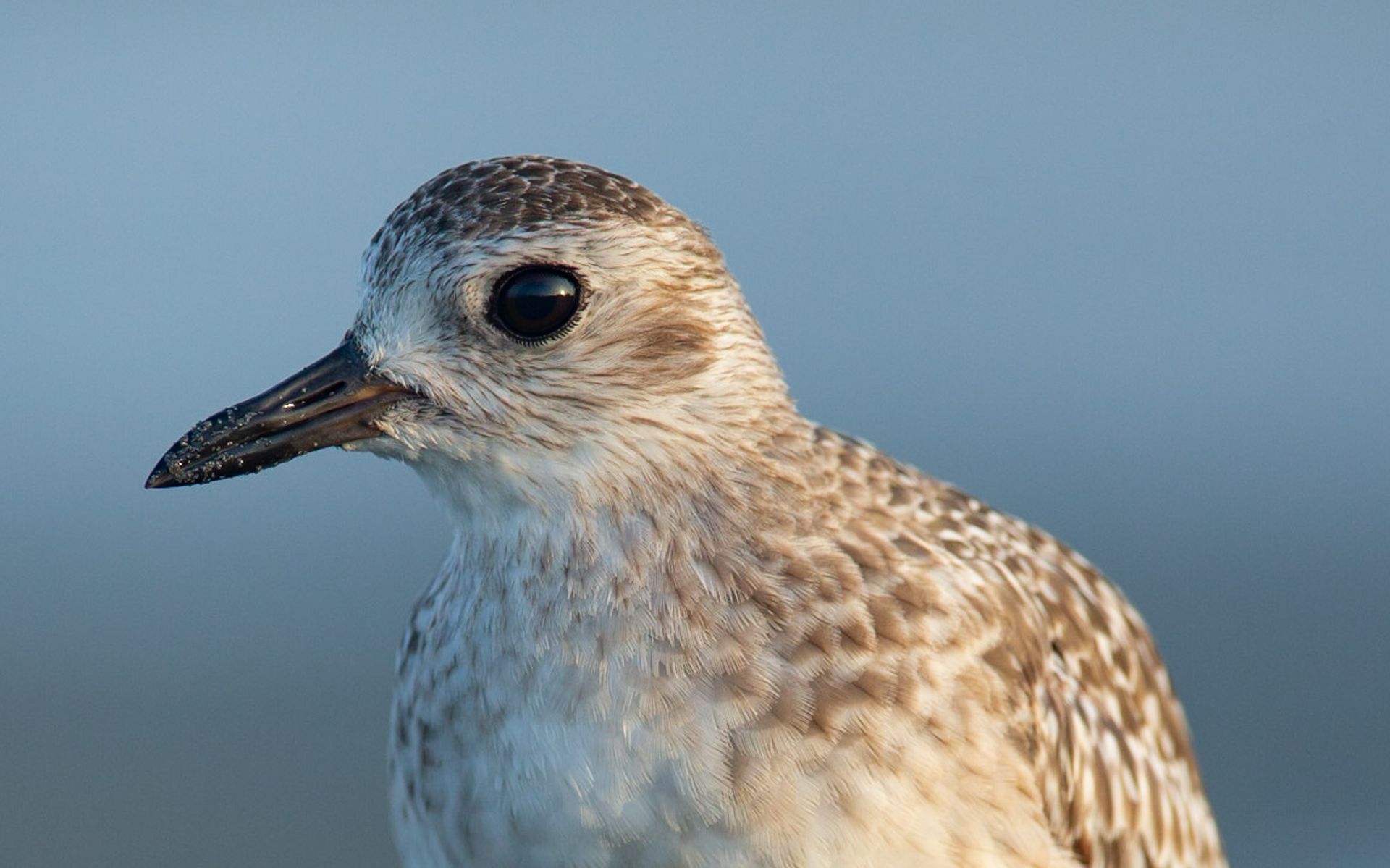 A close up of a bird 's head with a blue sky in the background.