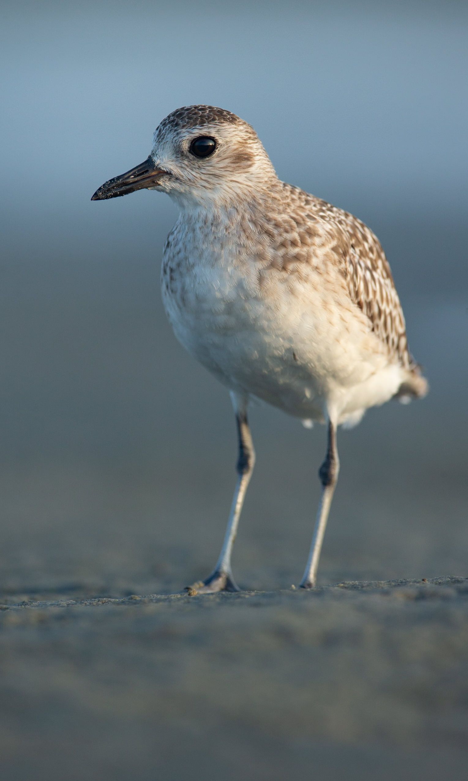 A small bird is standing on a sandy beach.