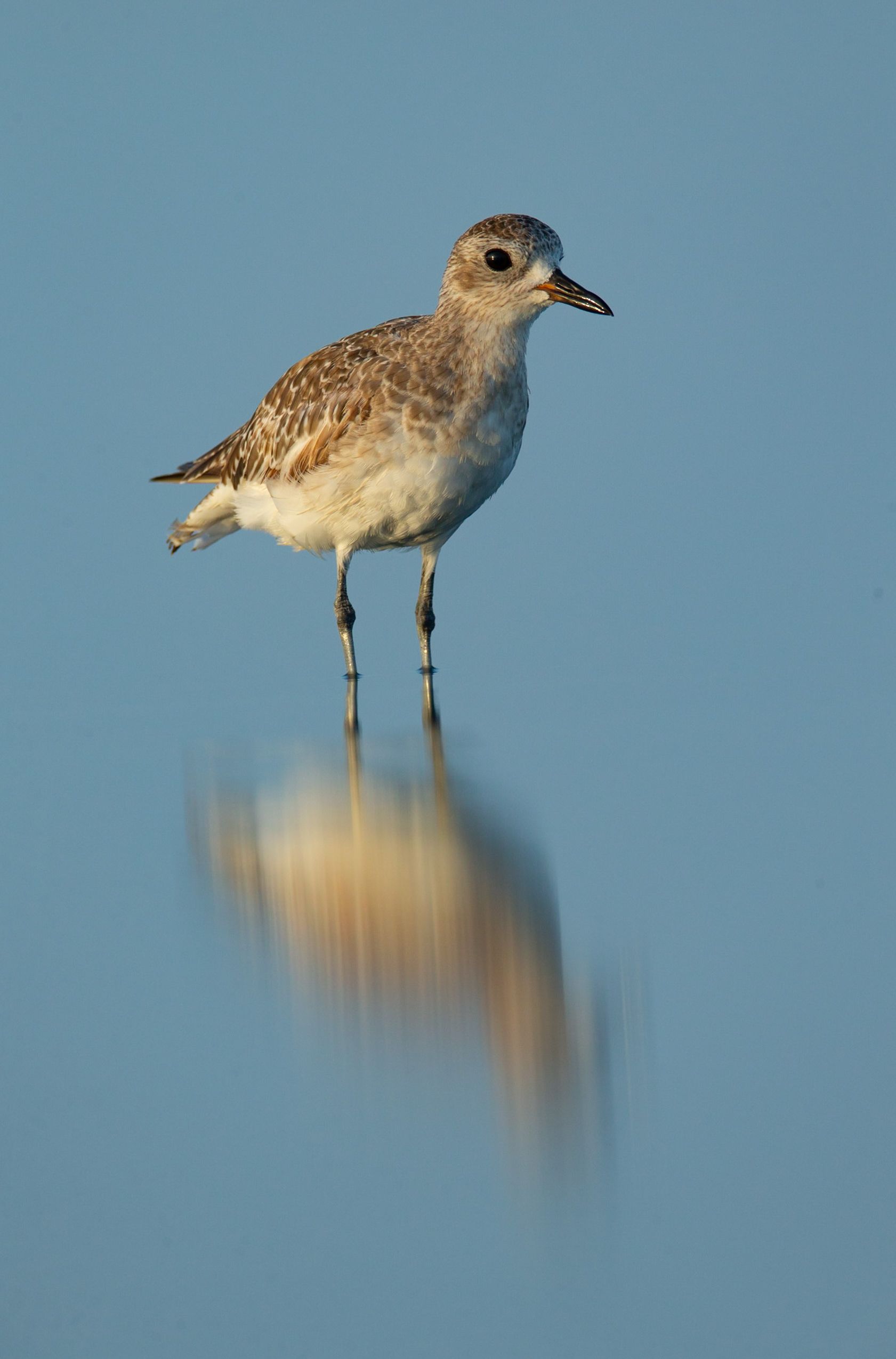 A small bird is standing on top of a body of water.