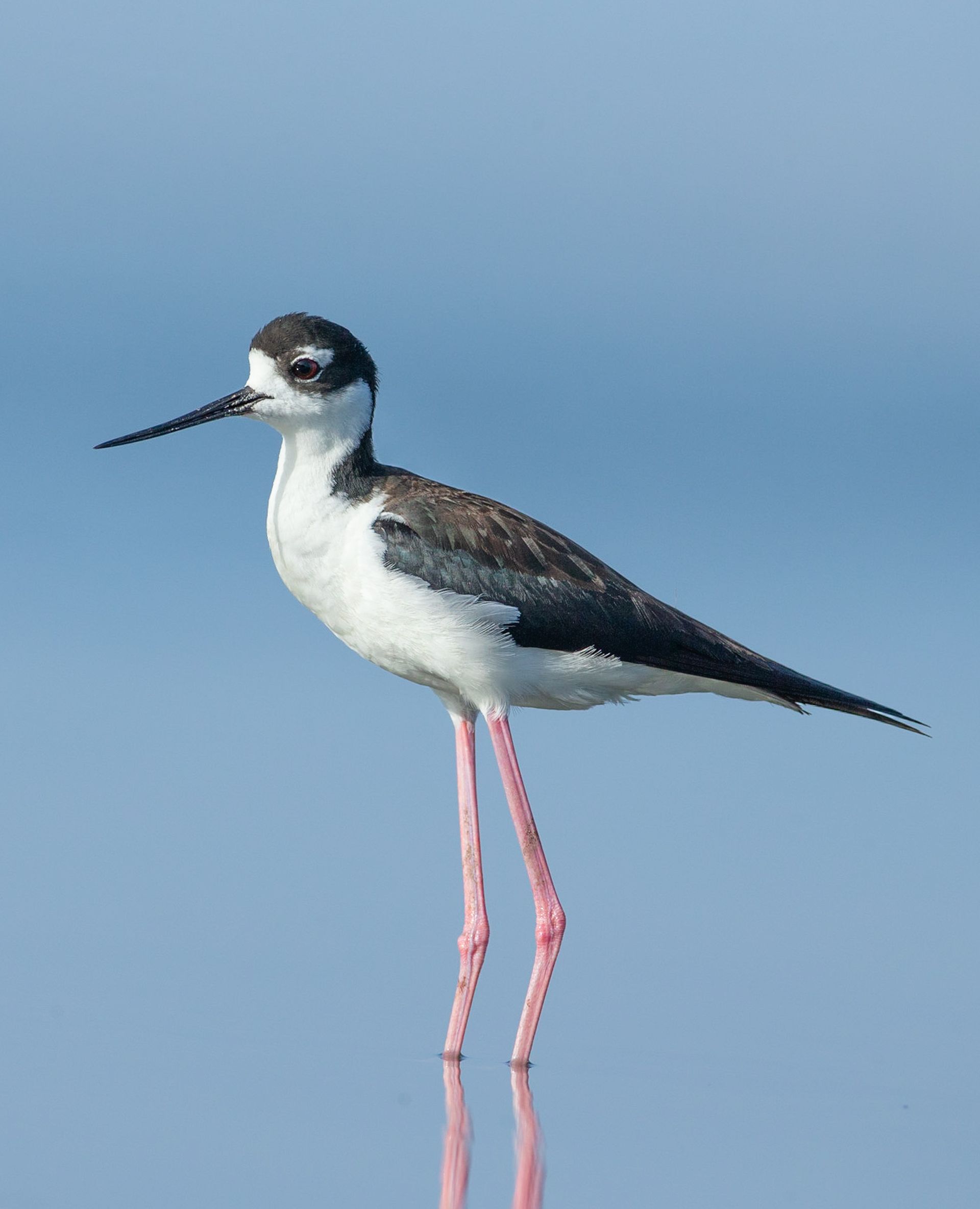 A black and white bird with long legs is standing on a pole