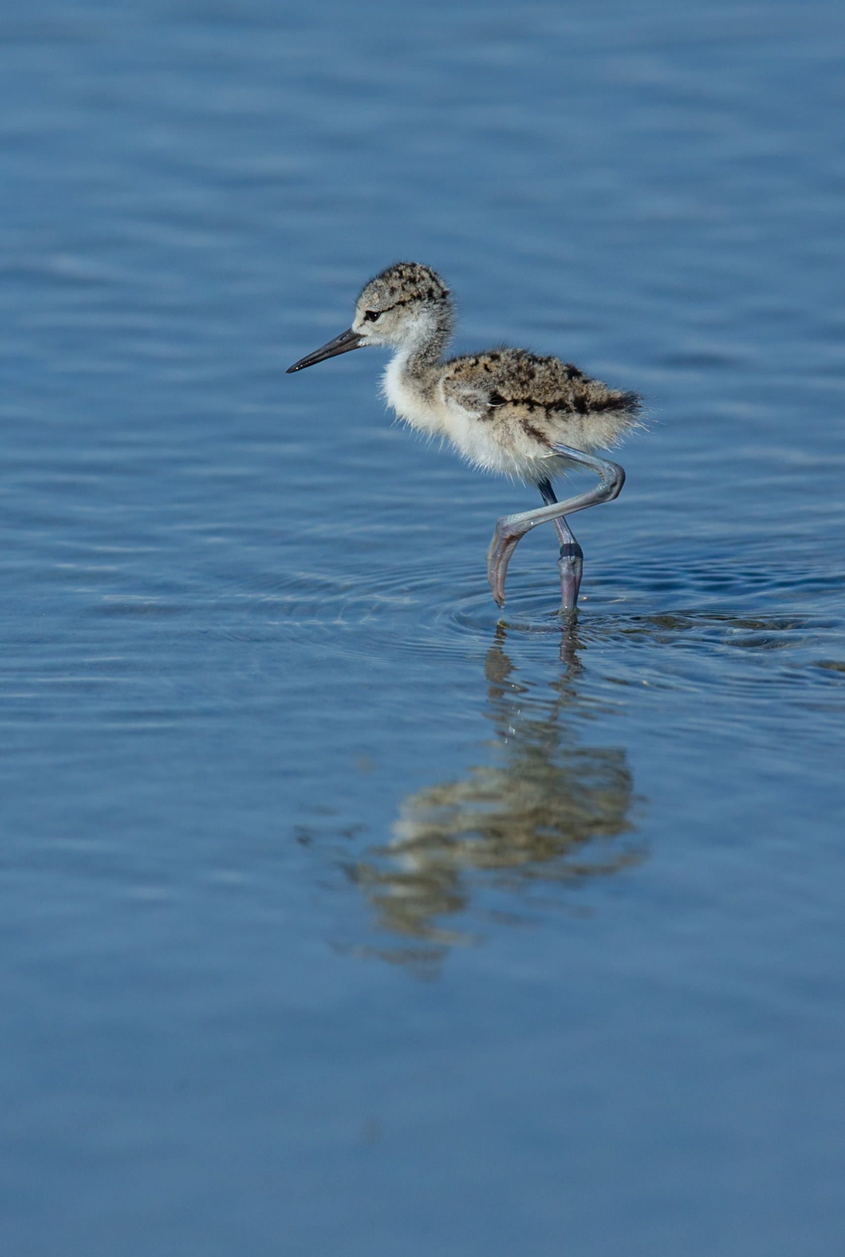 A small bird is standing on one leg in the water.