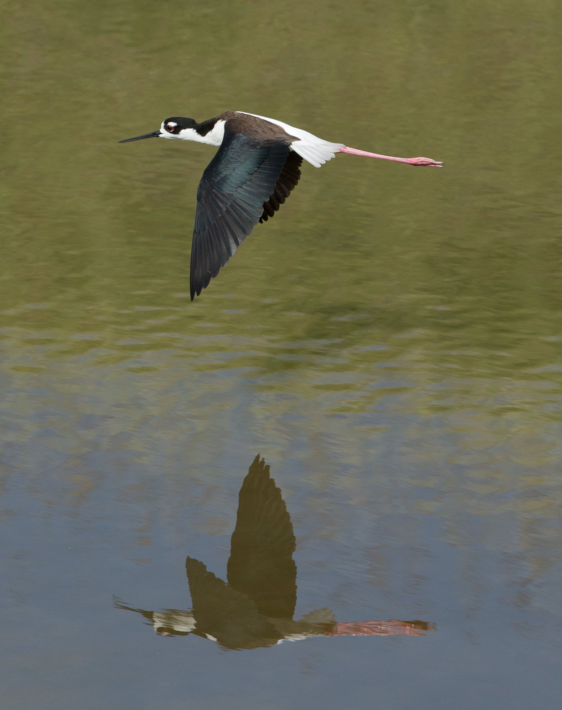A black and white bird is flying over a body of water