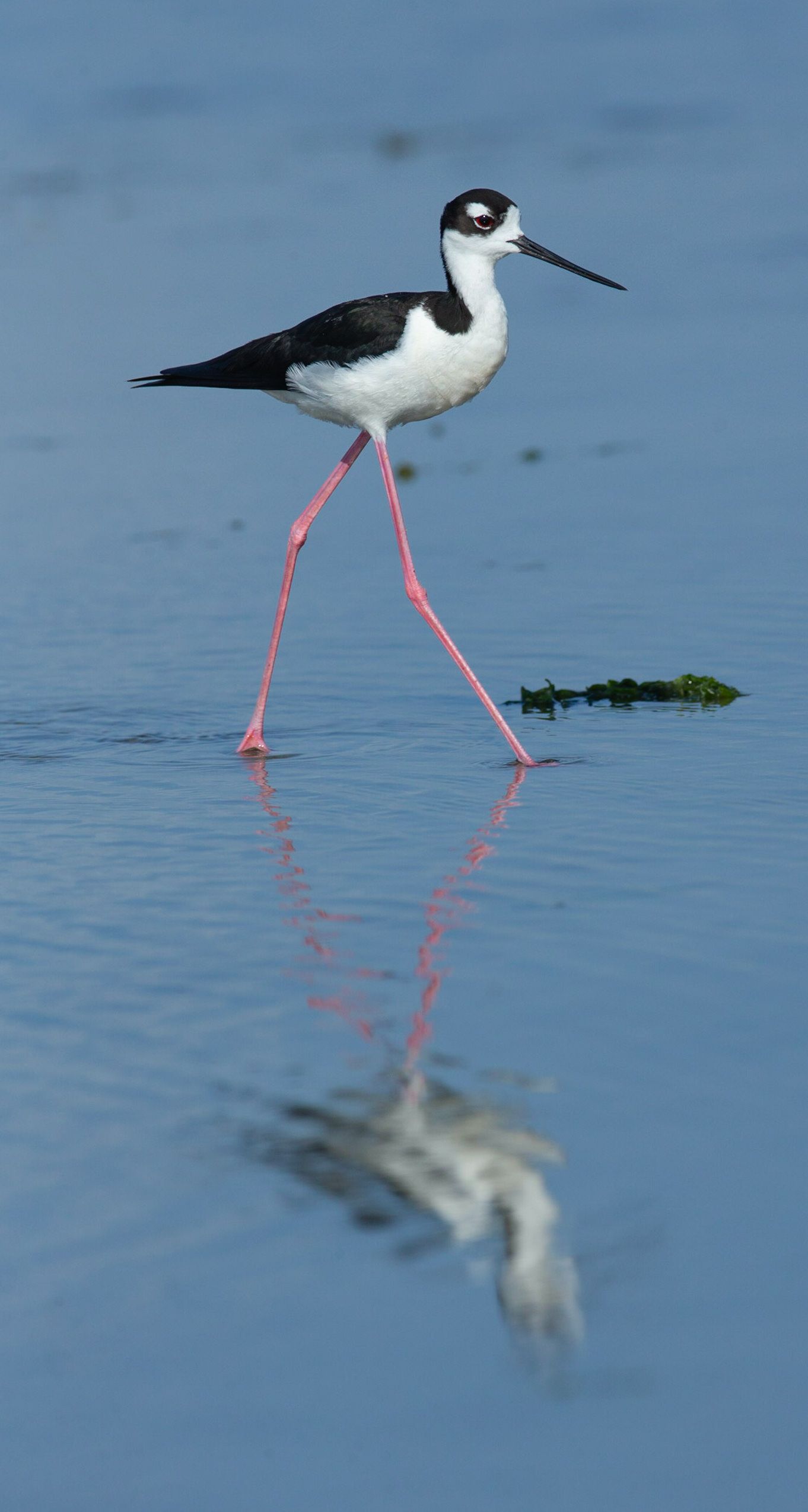 A black and white bird with long legs is walking in the water.