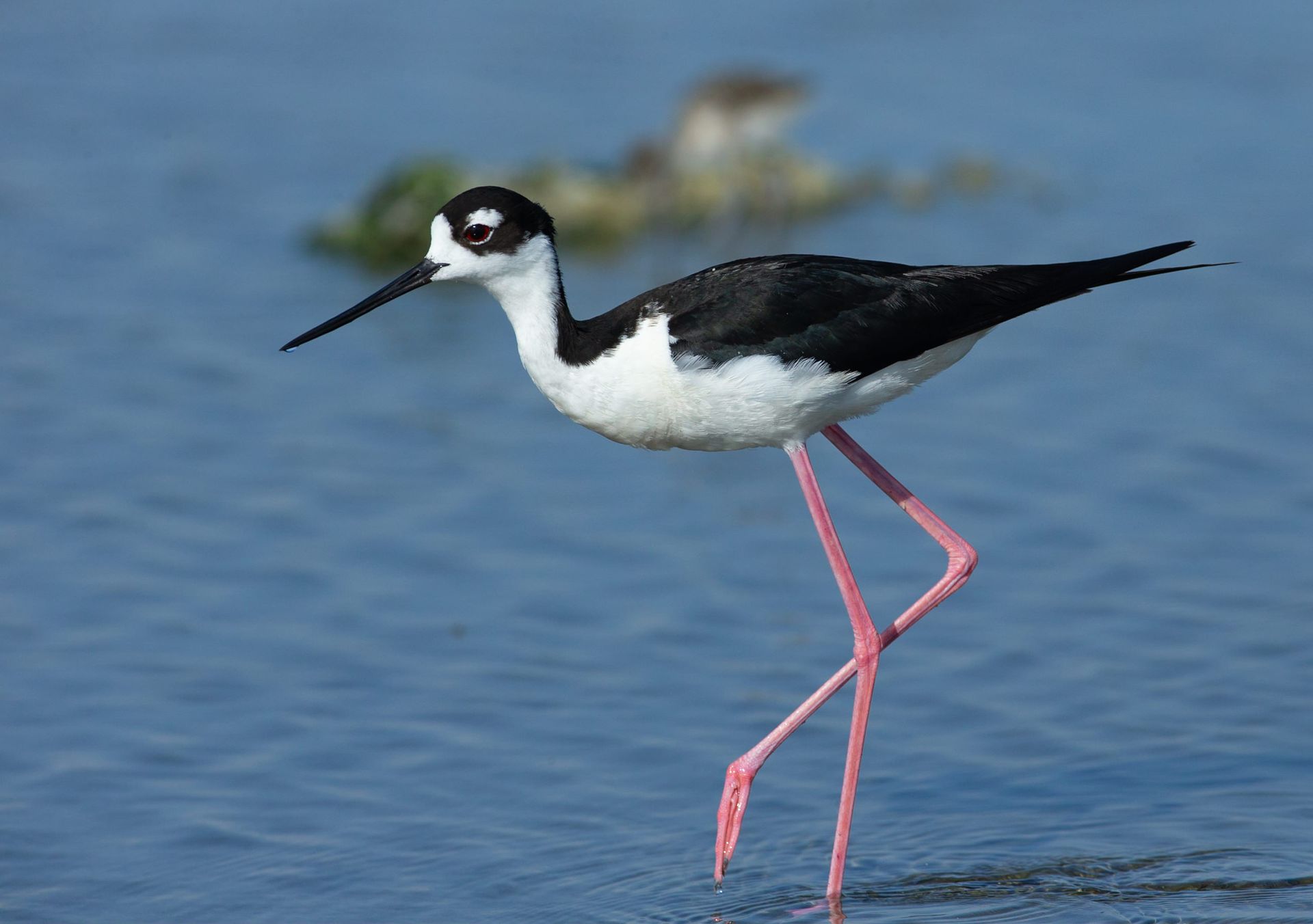 A black and white bird with pink legs is standing in the water
