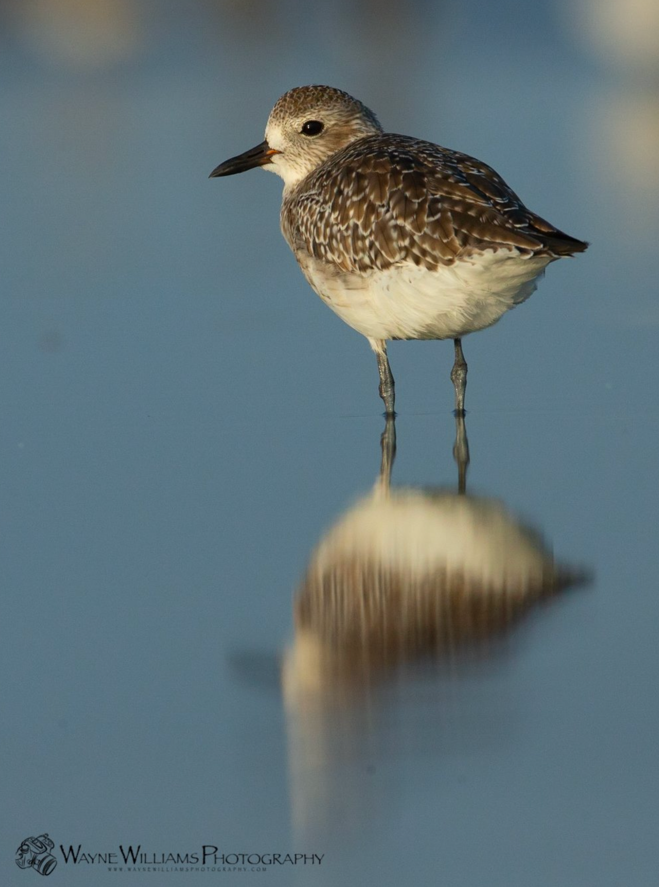 A small bird perched on a pole with its reflection in the water
