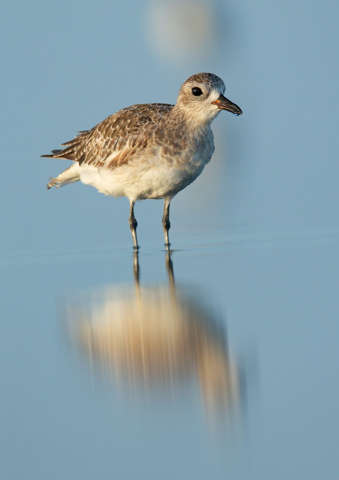 A small bird is standing on a pole in the water.