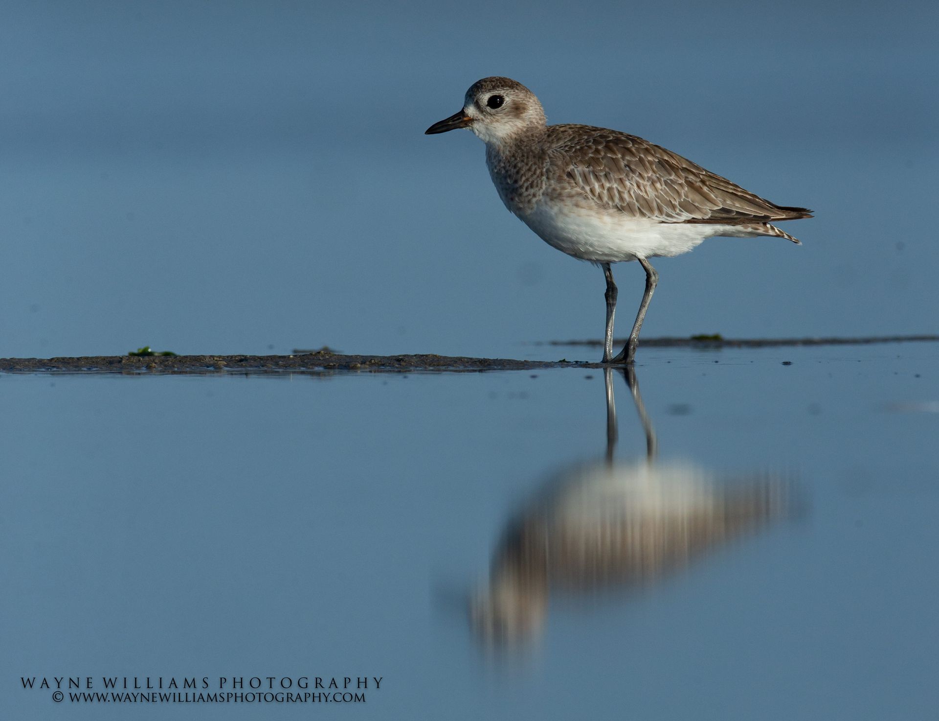 A small bird standing on one leg in the water
