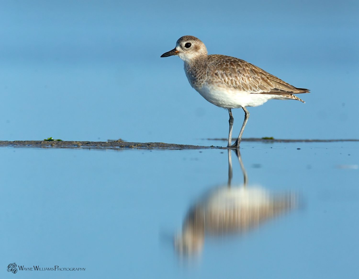 A small bird is standing in the water with its reflection in the water.