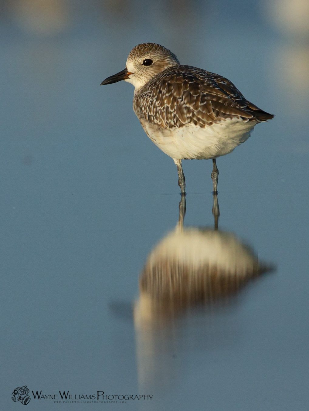 A small brown and white bird standing on a rock