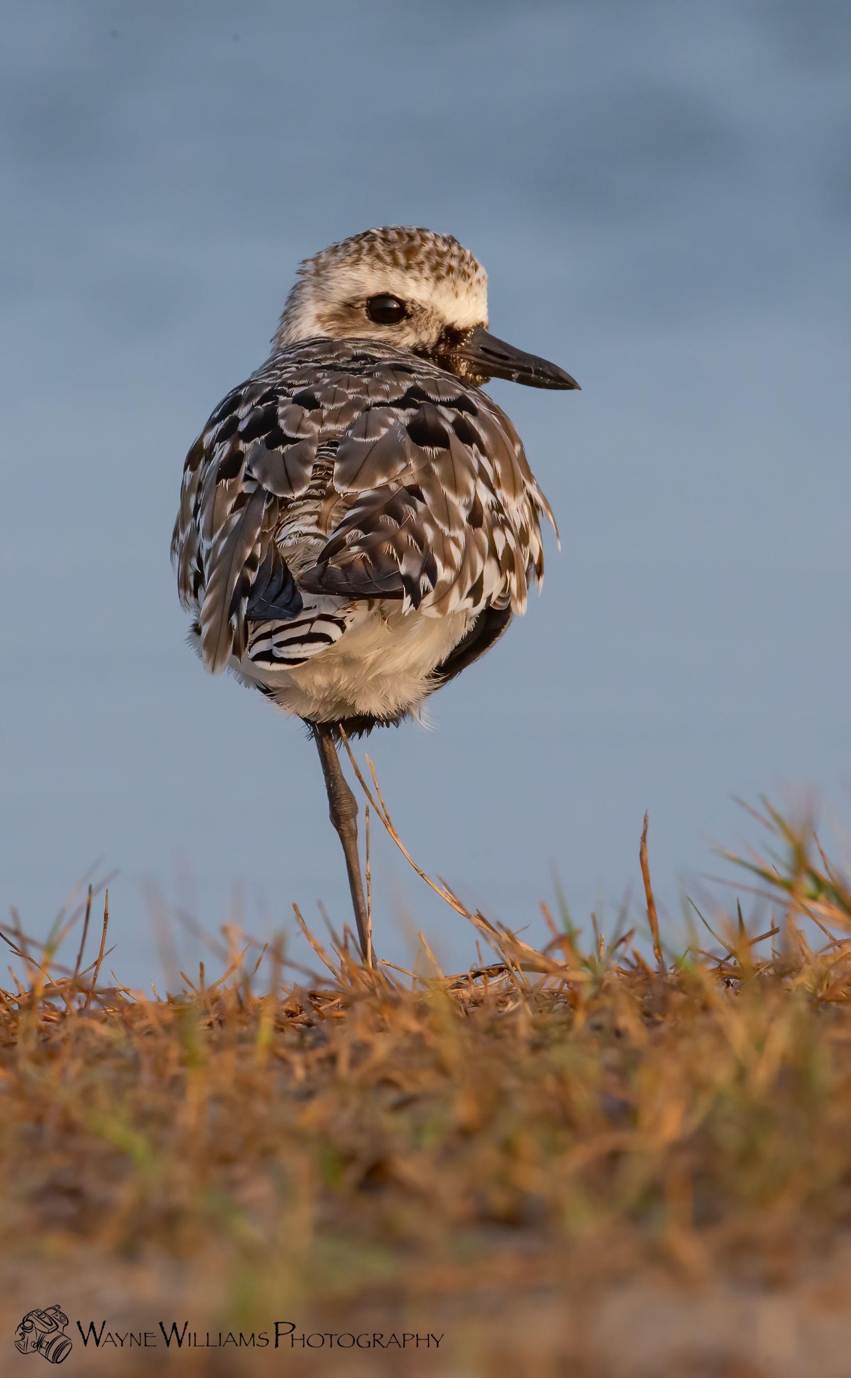 A black and white bird is swimming in the water.