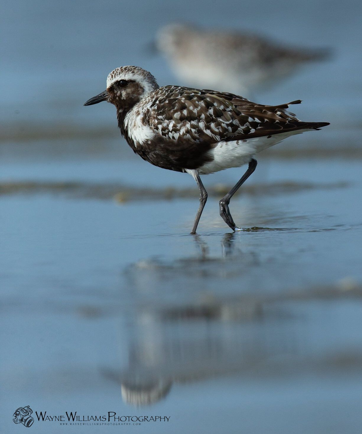 A brown and white bird is standing in the water on a beach.