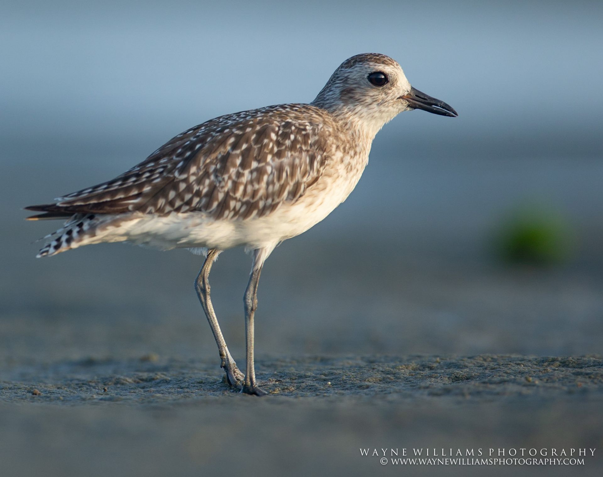 A small bird is standing on a sandy beach.