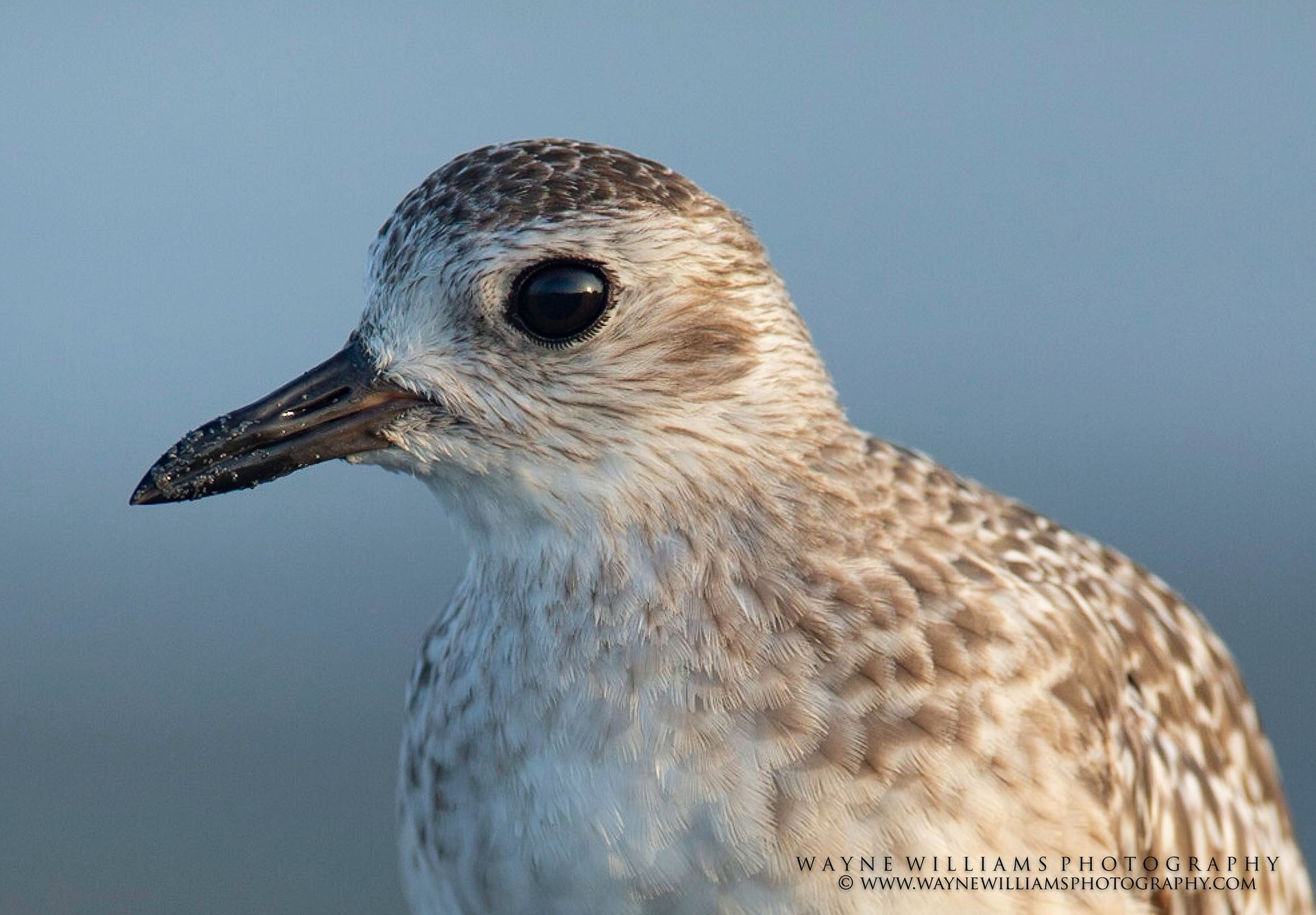 A close up of a bird 's head with a long beak.
