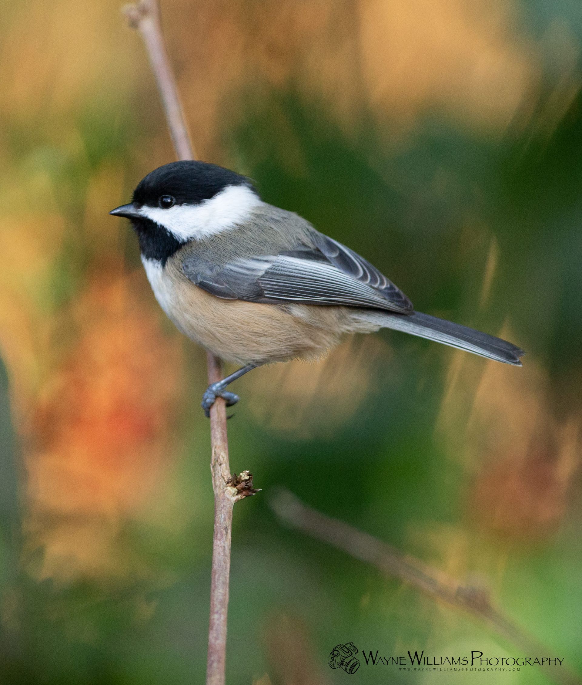 A small bird perched on a branch with a blurry background.
